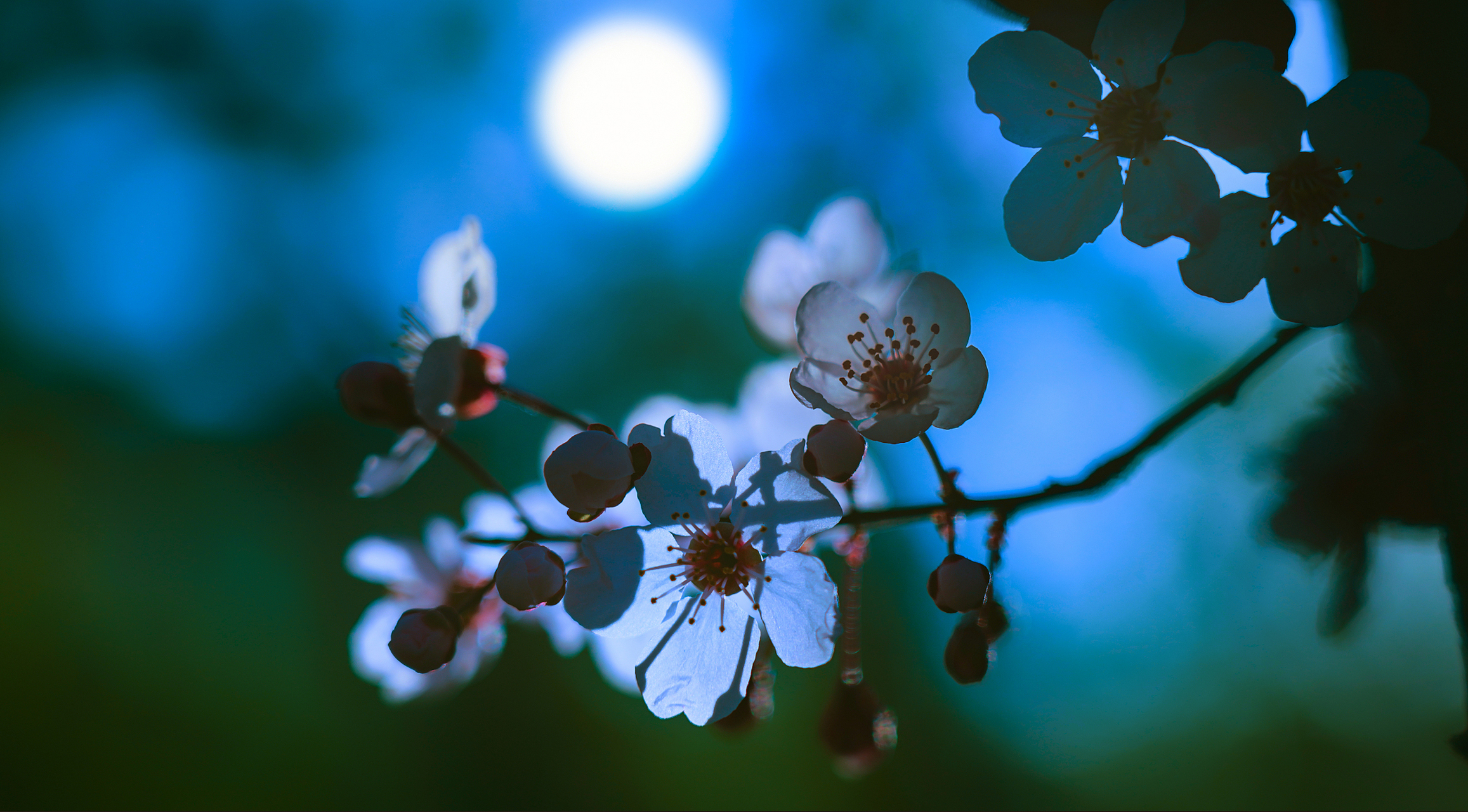 春花秋月春花照片图片