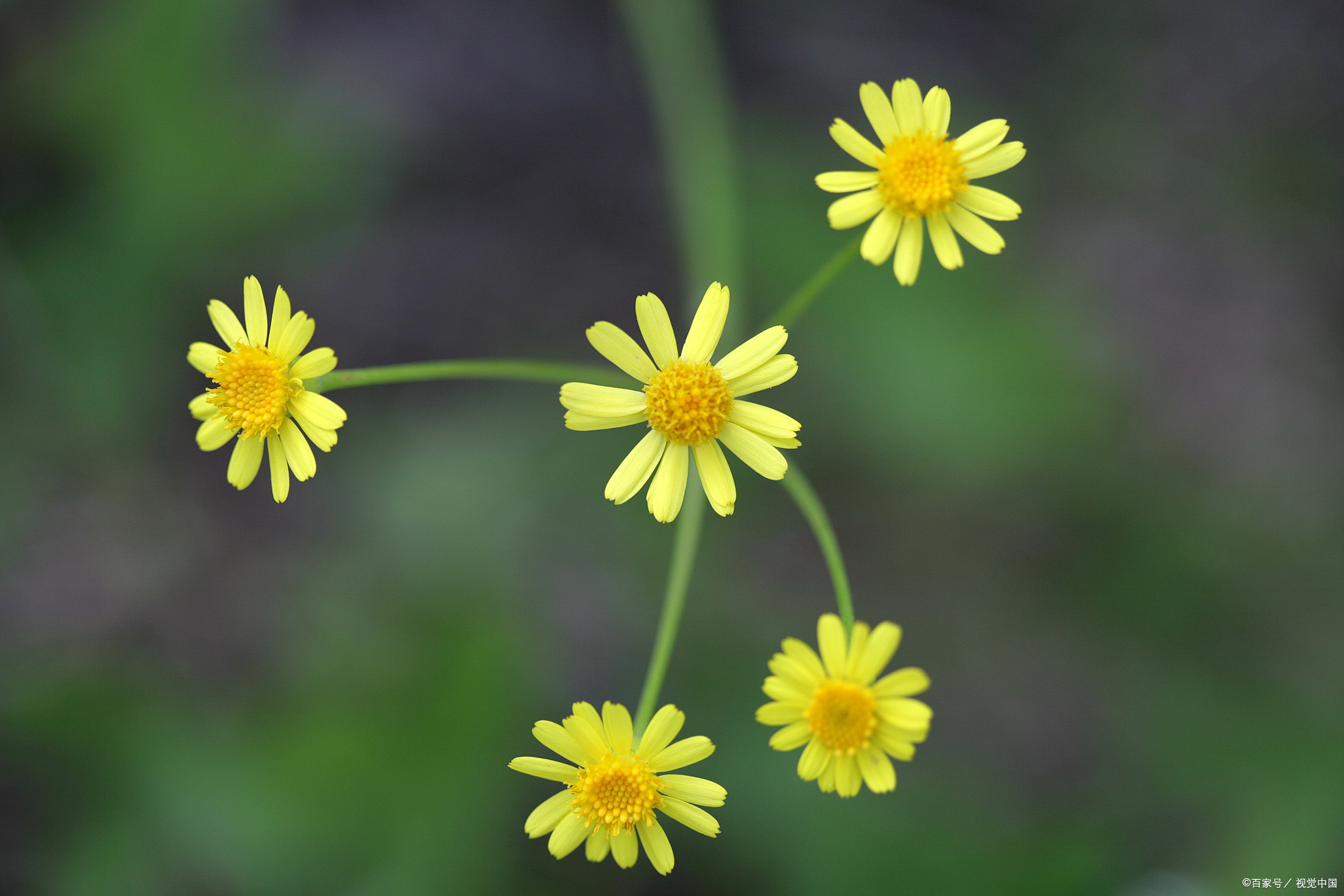 如何识别珍贵中草药细叶鸦葱?