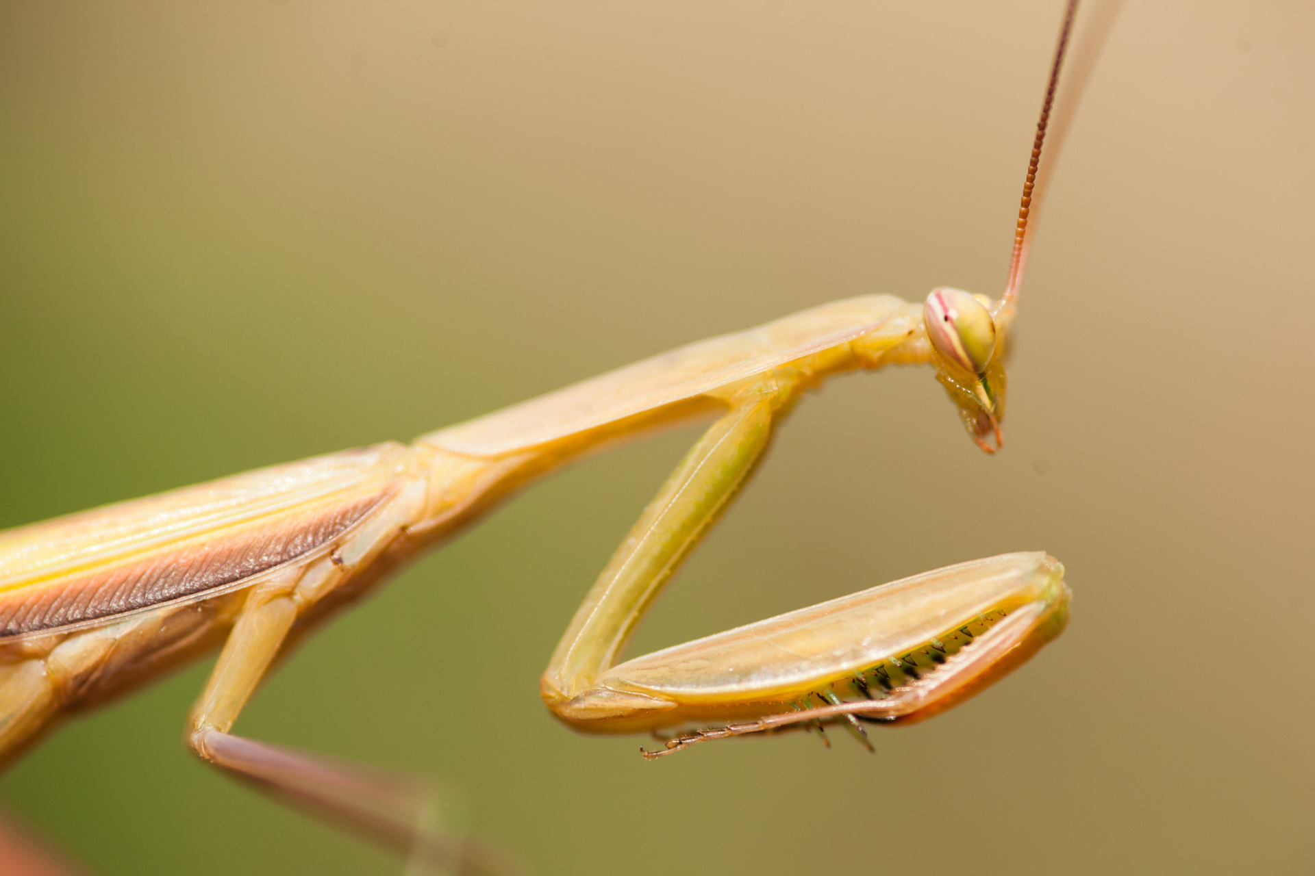 螳螂是广布全球的无脊椎肉食性昆虫,有2000多种,是农业害虫的天敌.