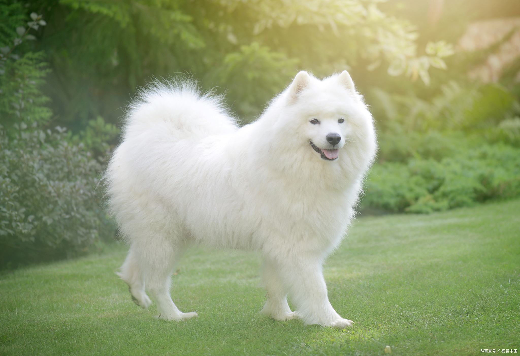 从3个月到8个月左右,幼犬会经历乳牙脱落,恒牙萌出的生理变化,期间