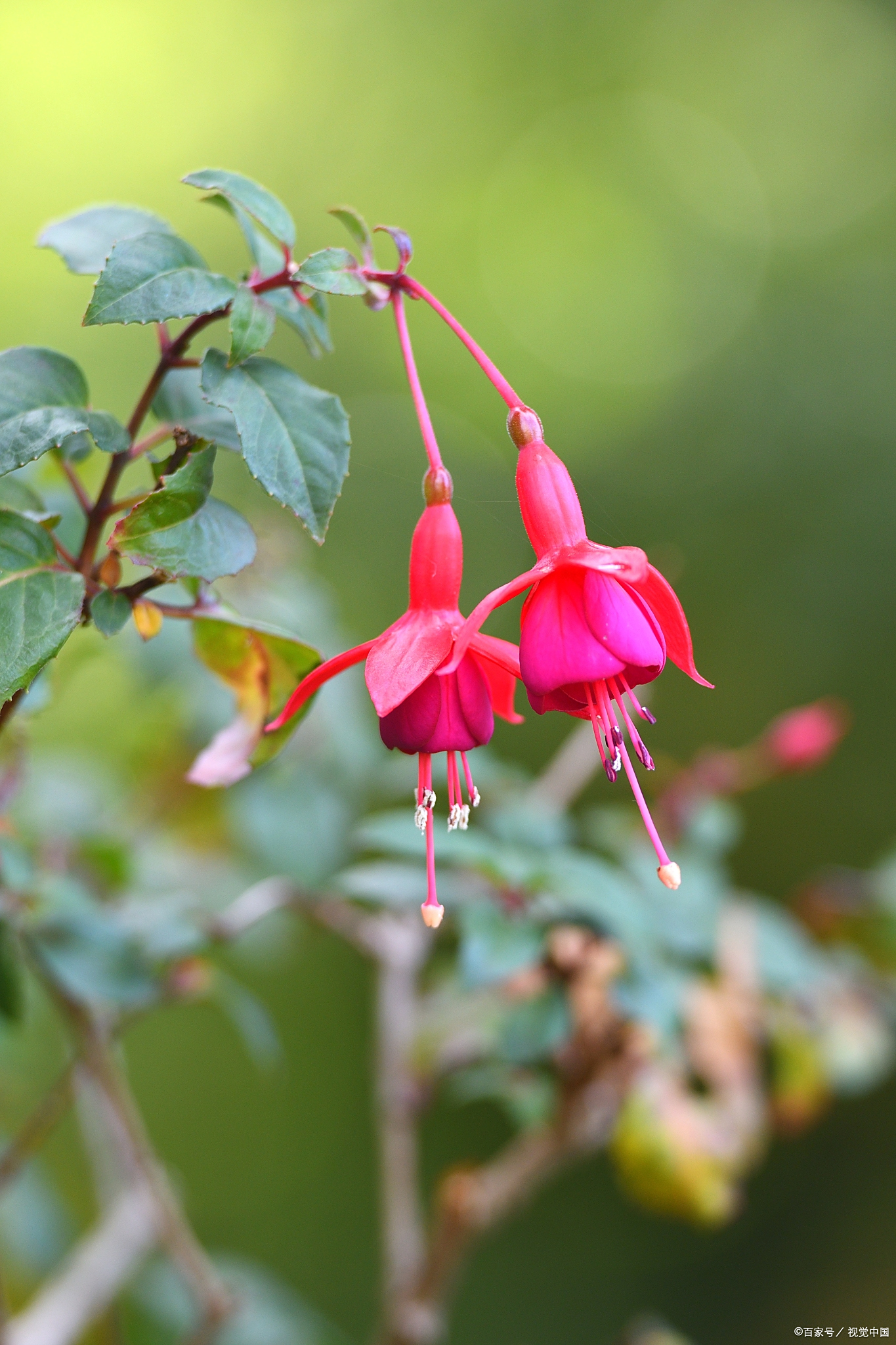 灯笼花"疲态尽显"?四大原因曝光,轻松恢复元气满满!