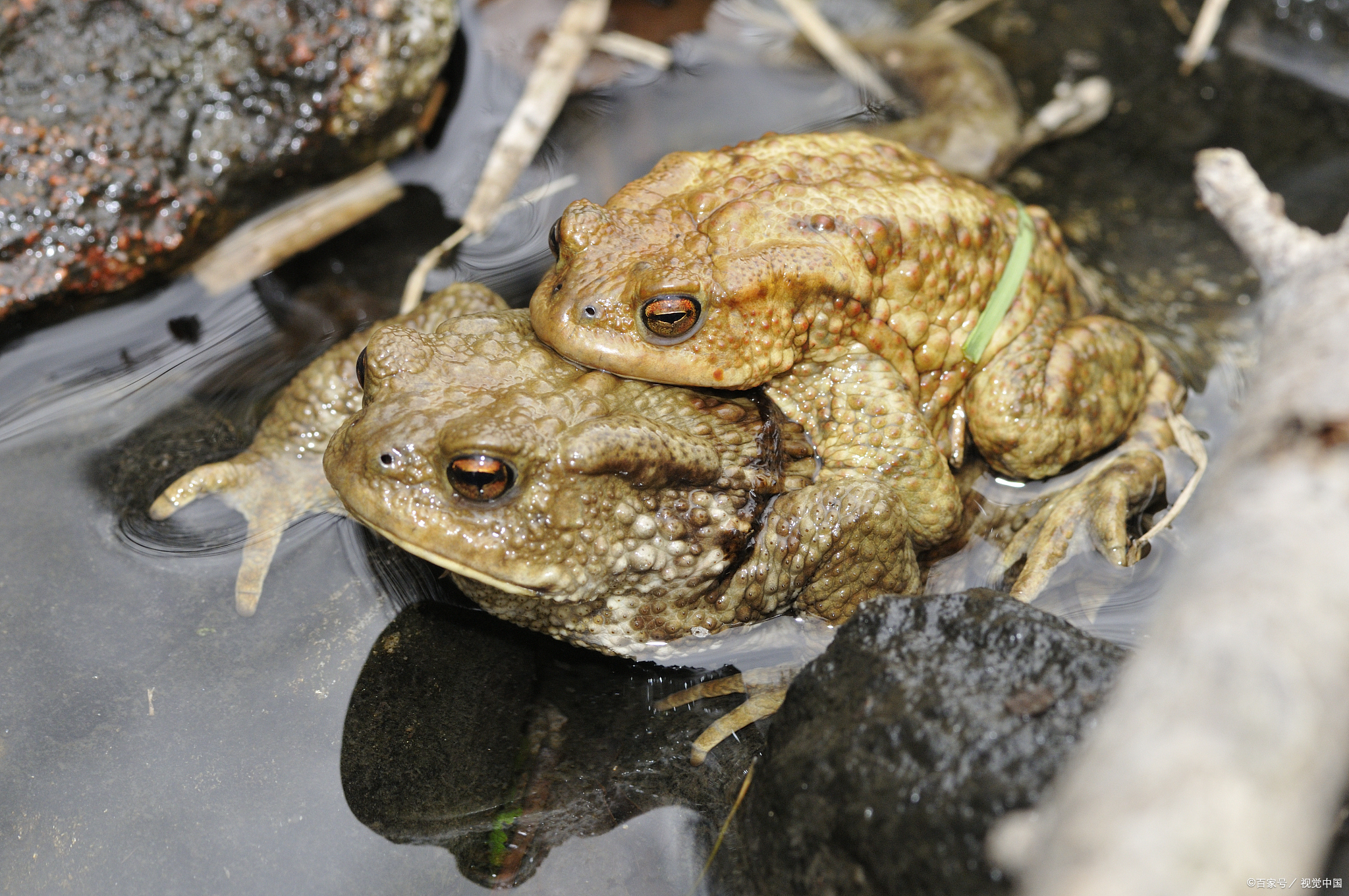 在我国的蟾蜍种类主要有:中华大蟾蜍一般