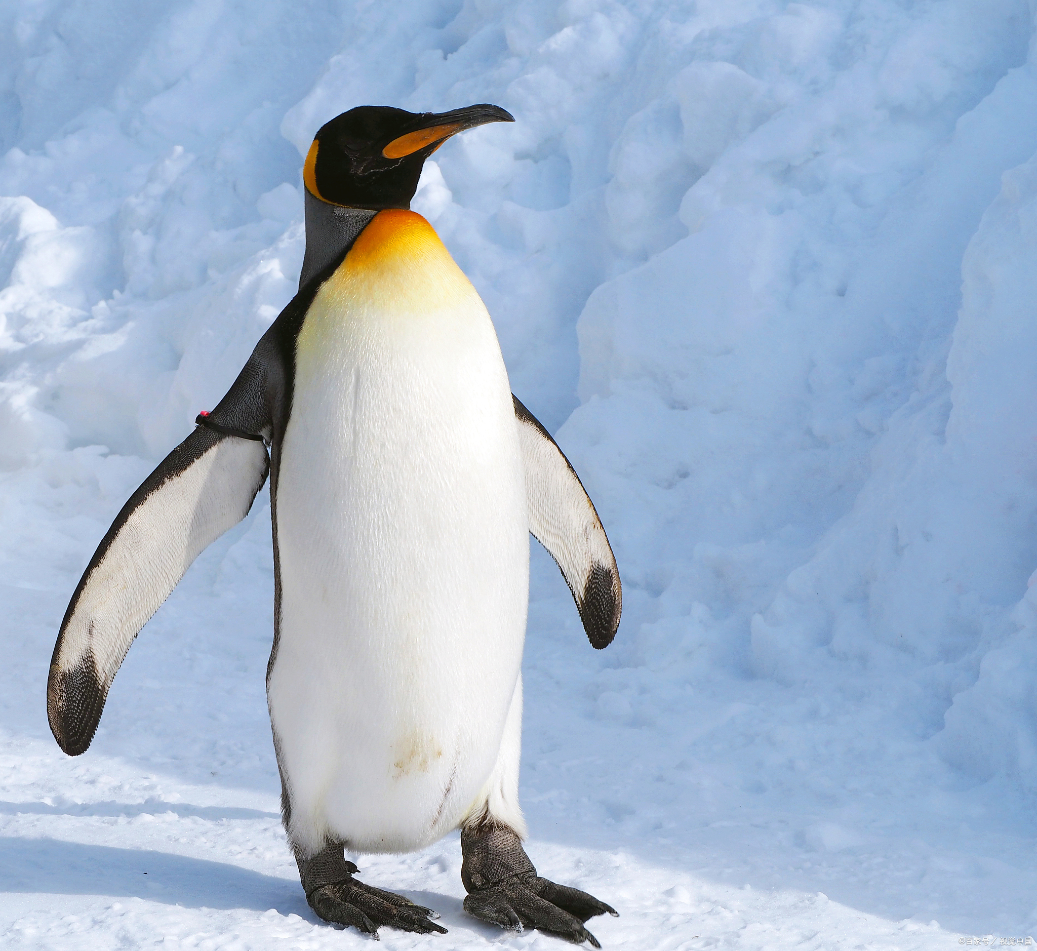别看企鹅平时一副憨态可掬的样子,求偶时可是一套老练的招数,直接送上