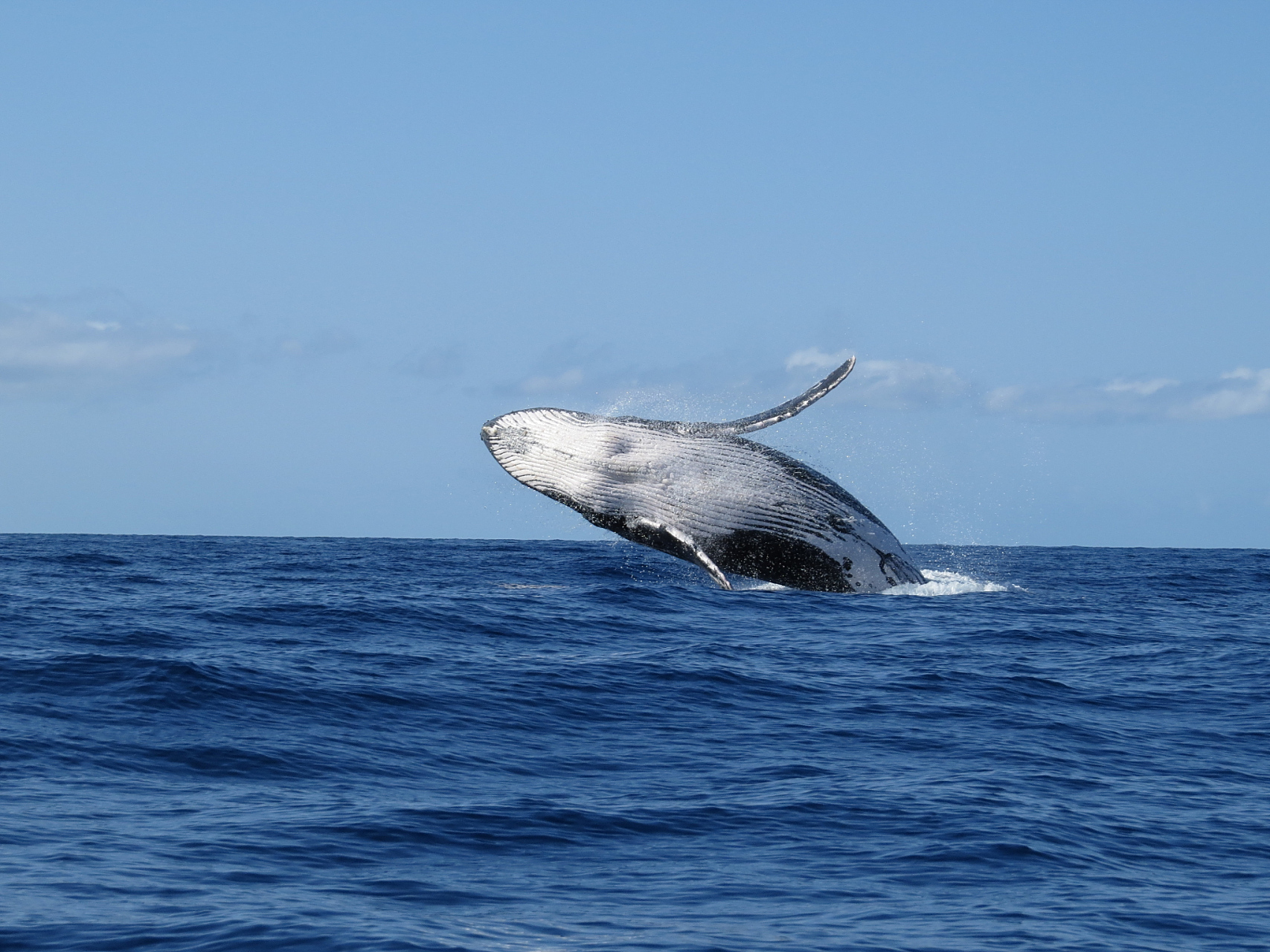 台风泰利将鲸鱼冲上岸引人围观!