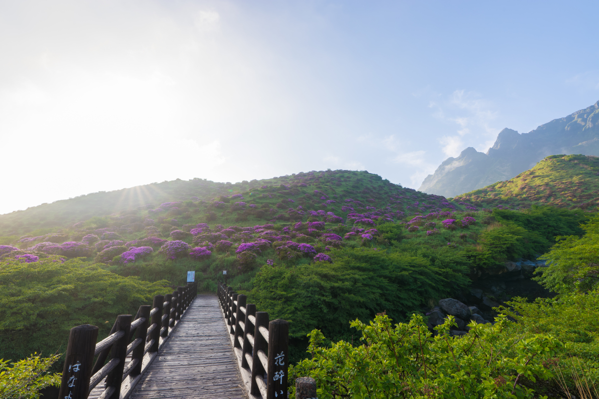 西安万花山森林公园图片