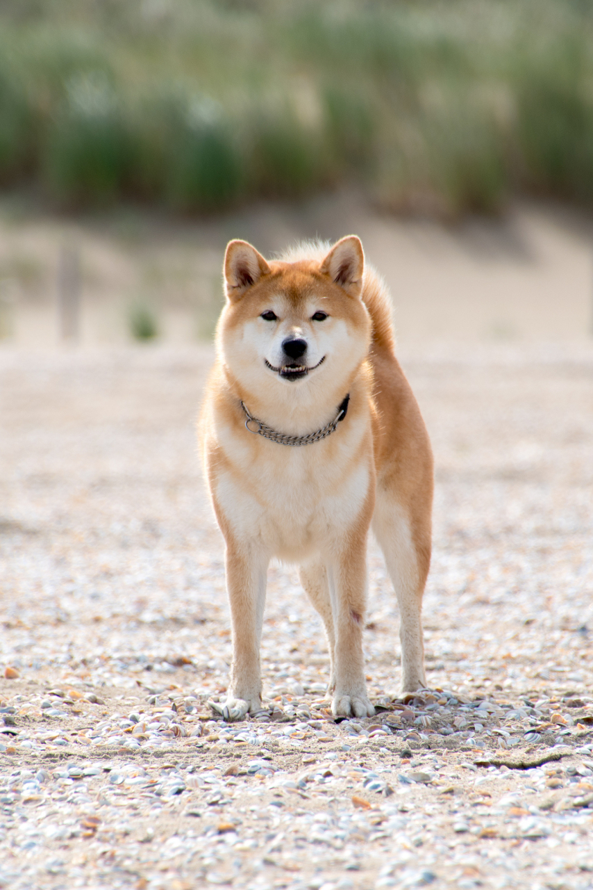 柴犬绅士新版电子版图片