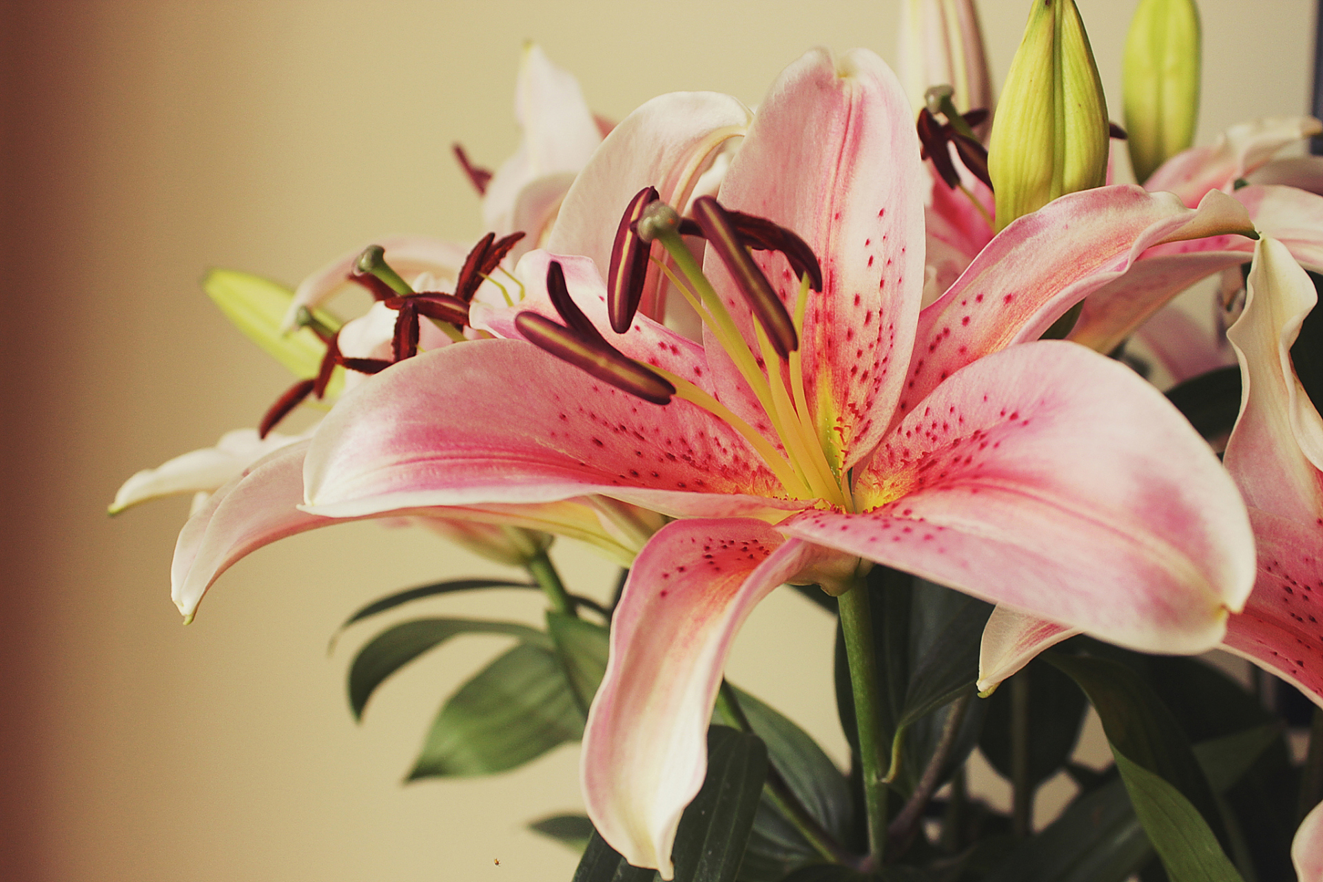 粉色百合花在许多场合中应用广泛,如婚礼,家庭和商业空间,为场合增添