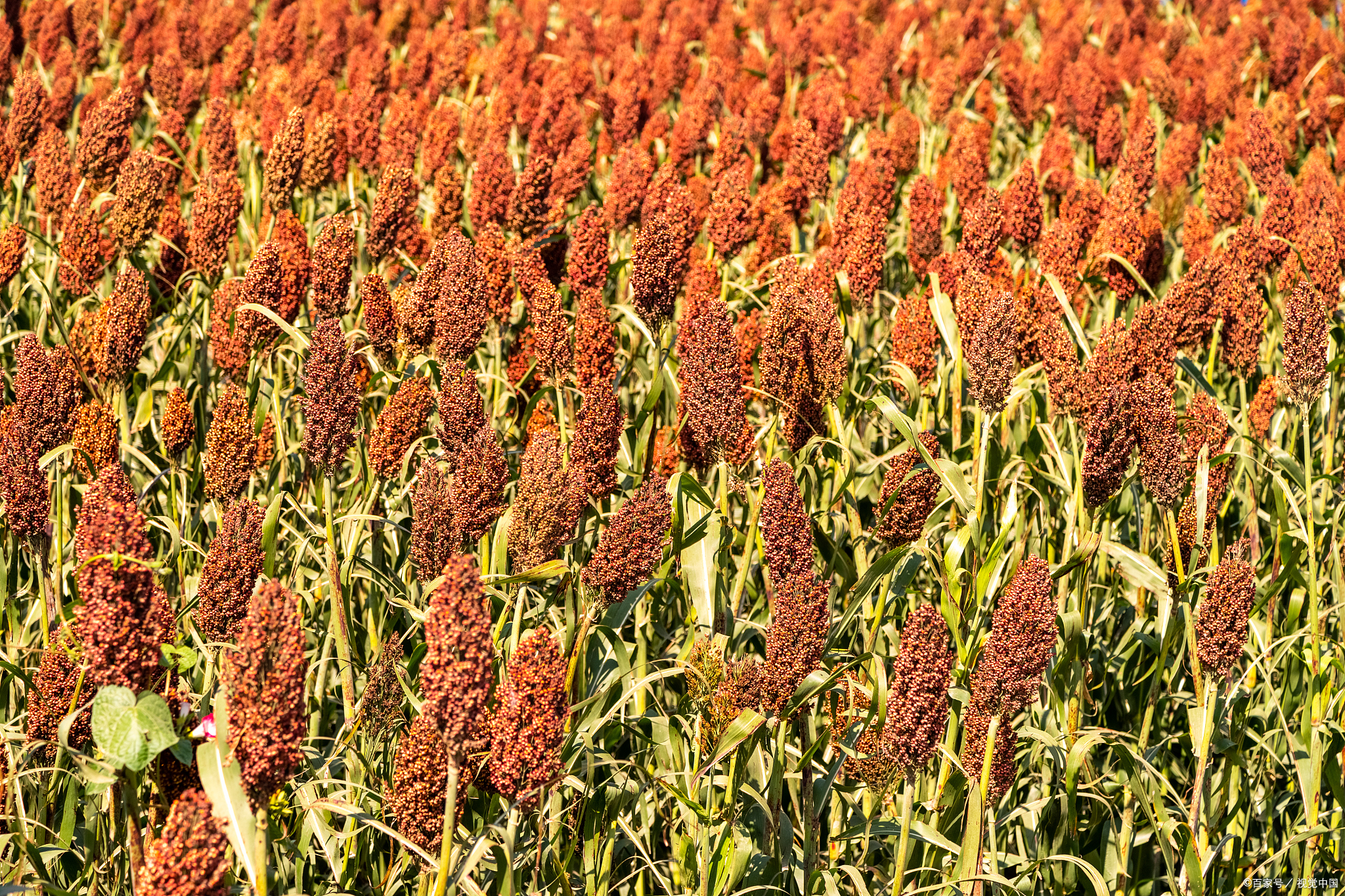 勇赫和爷爷在高粱地干活,火辣辣的太阳炙烤着大地,爷爷中暑离世