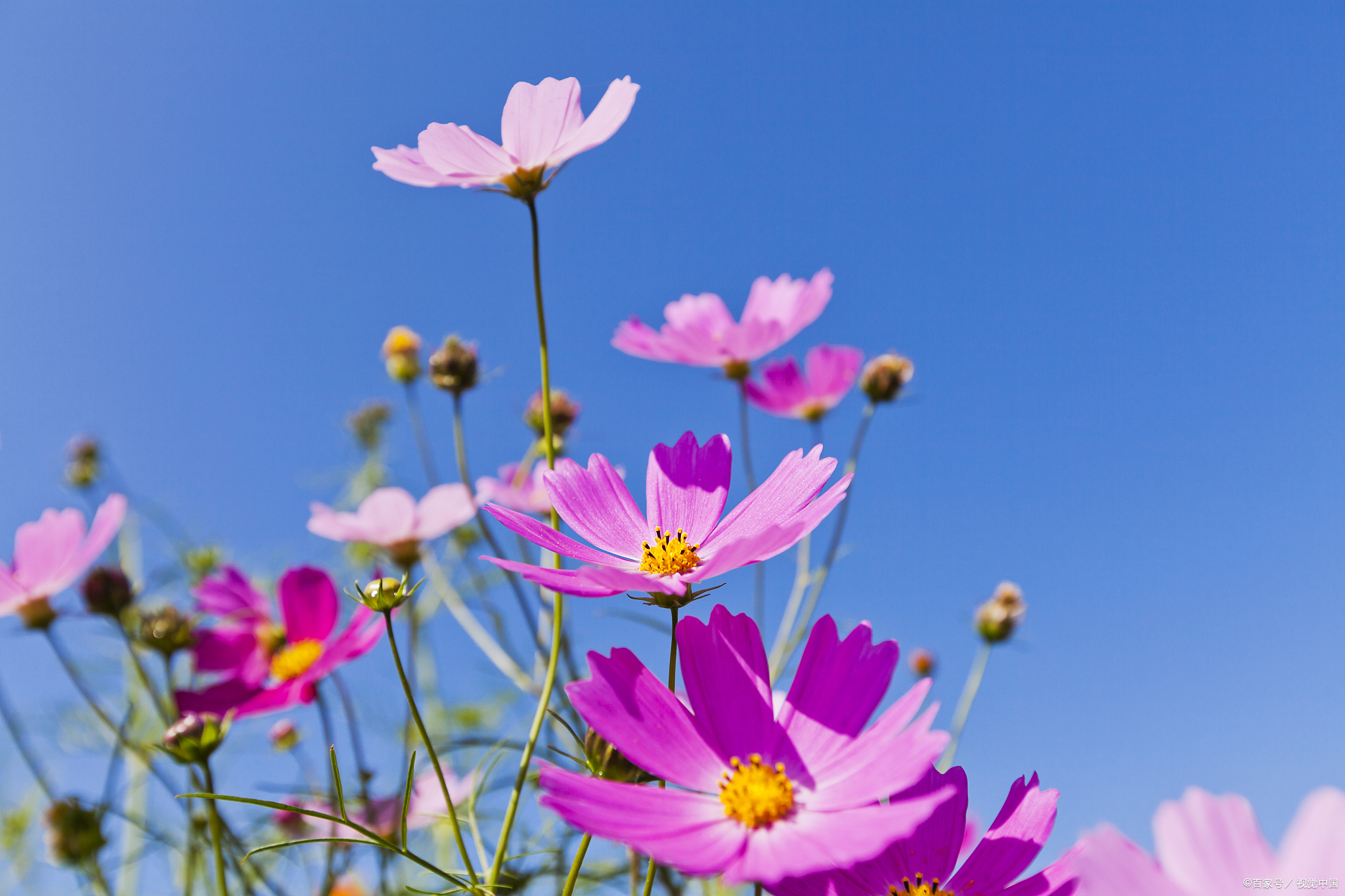 格桑花唯美壁纸图片