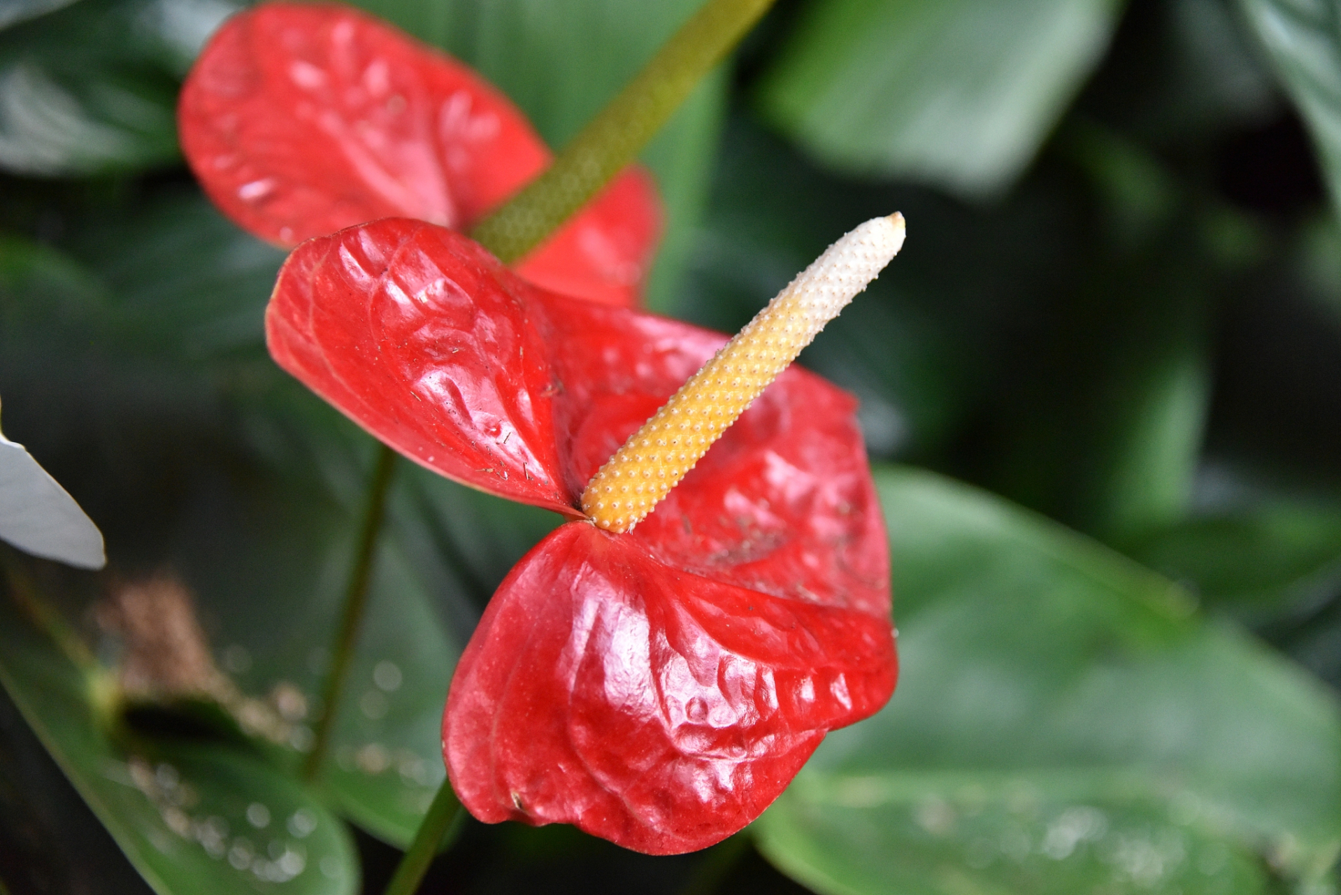 如果您希望成功养殖火鹤花,需要遵循一些关键的养殖方法和注意事项,以