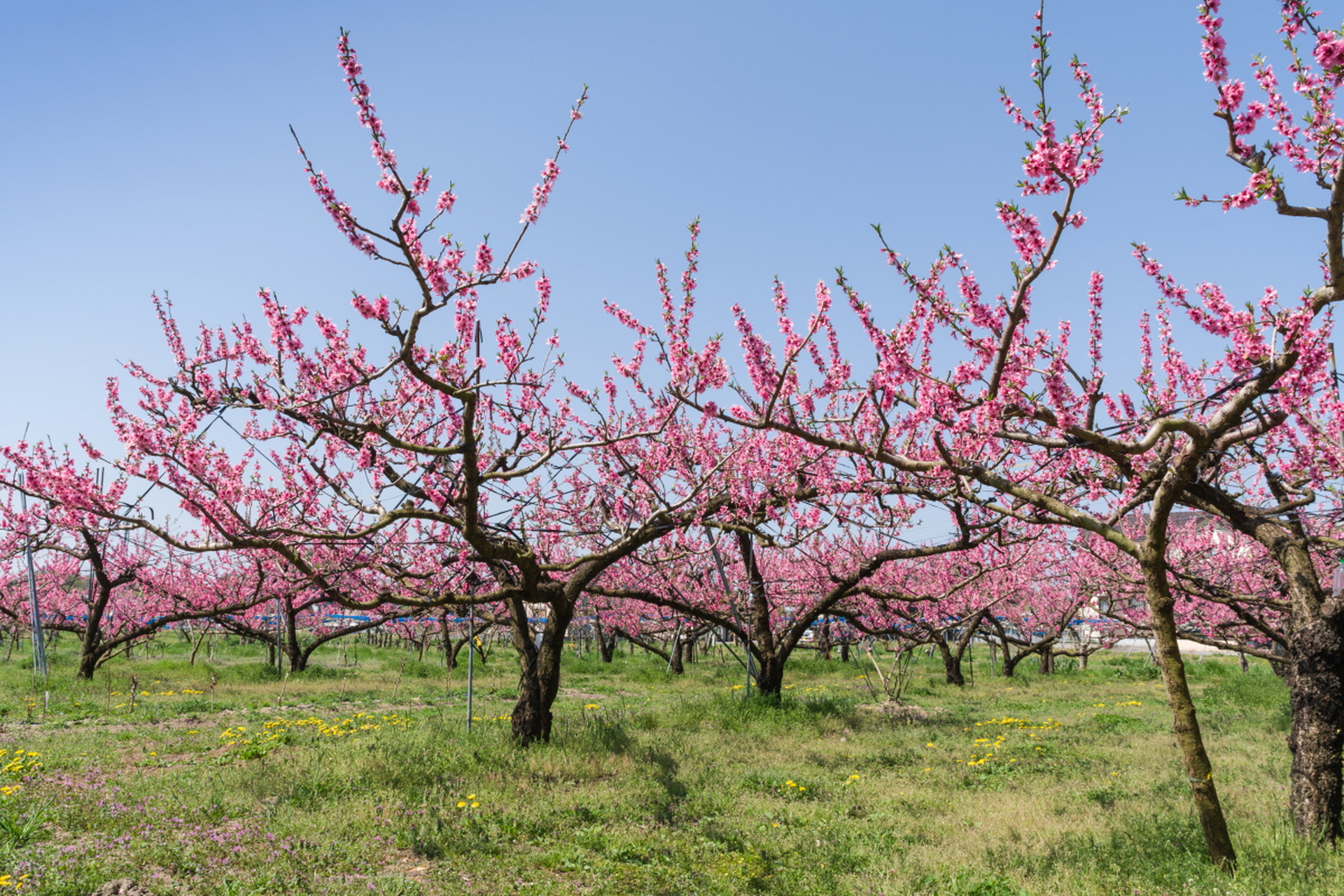 桃树的寿命一般多少年,品种差异与影响因素的深度分析