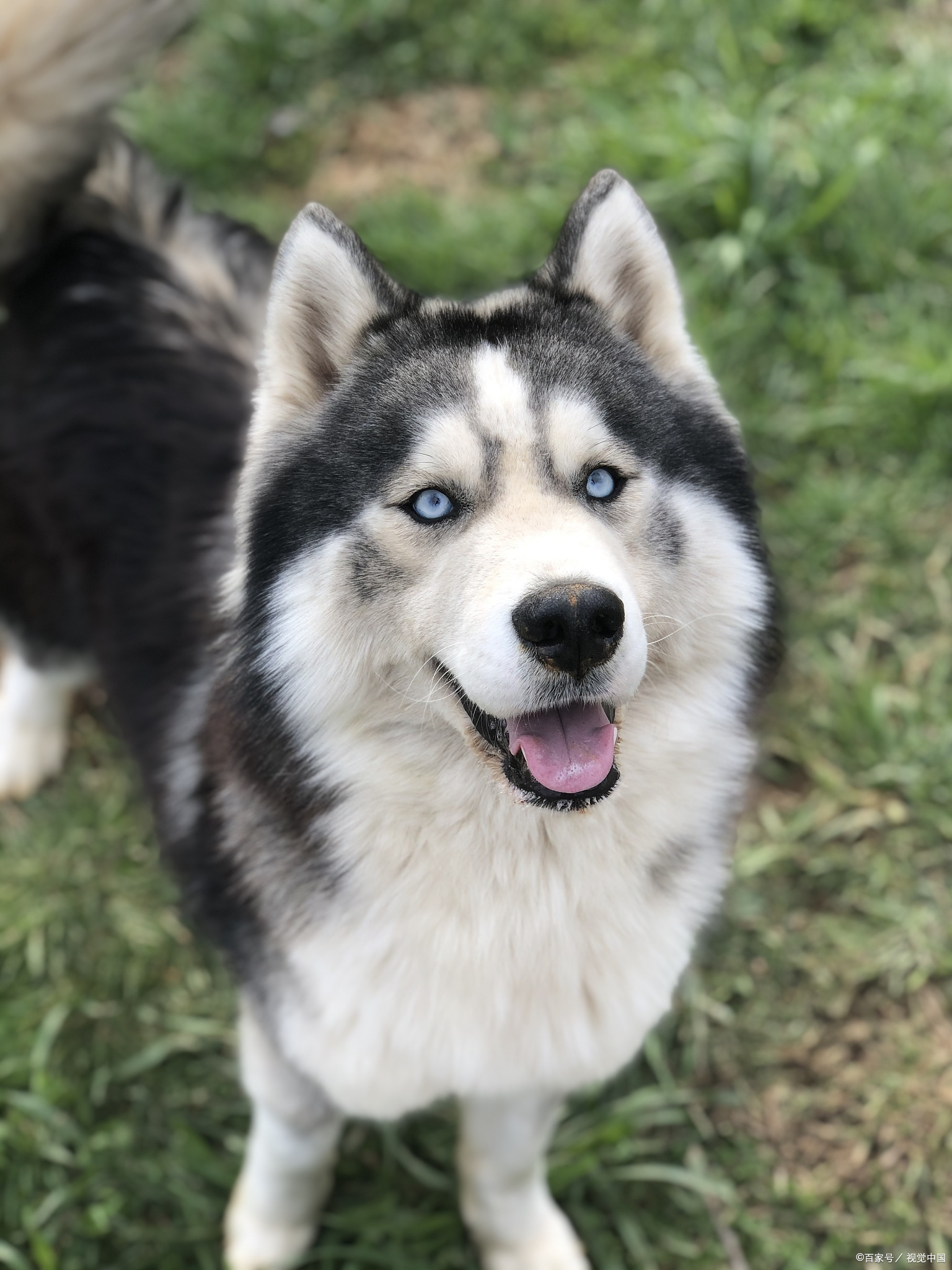 四川,一只哈士奇,咬死了家里5只鸡,主人一怒之下,将狗打死丢进了池塘