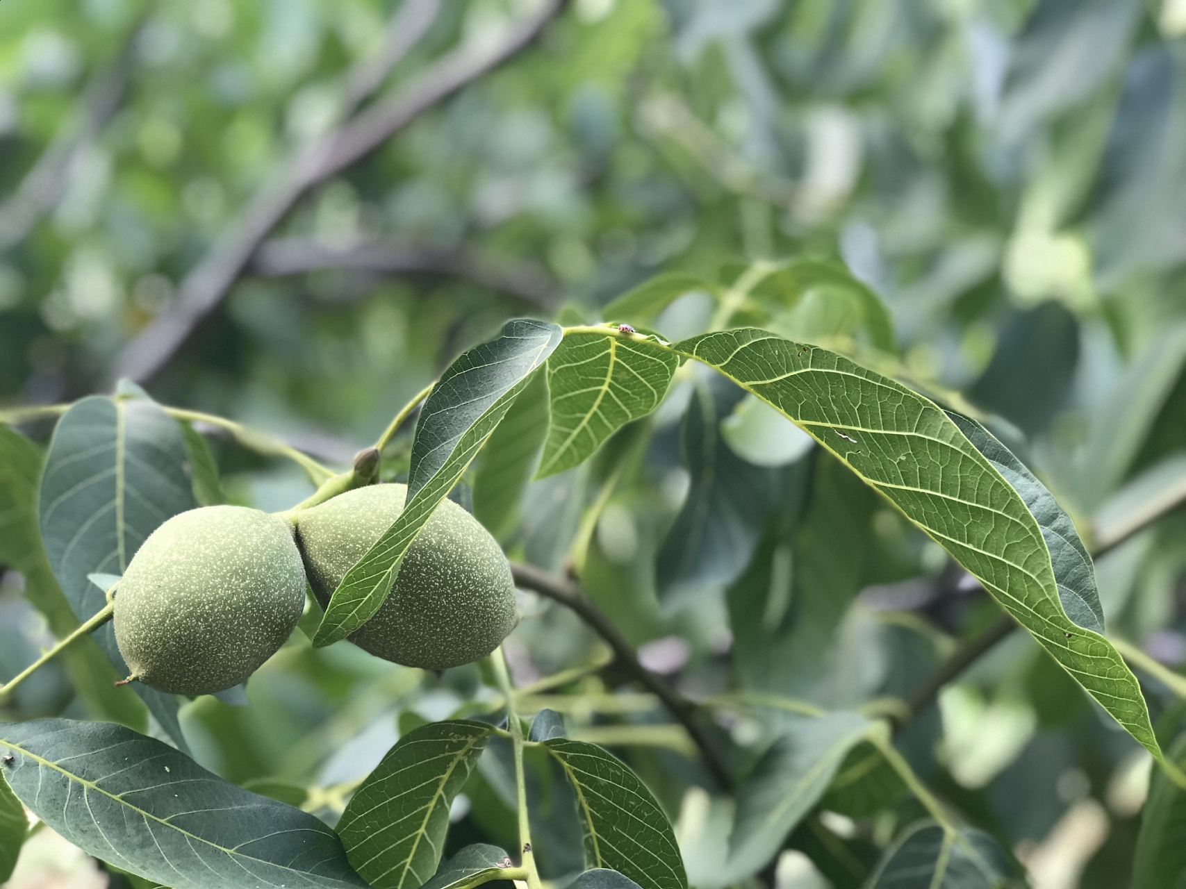 核桃黑斑病的防治方法  核桃黑斑病是一种常见的核桃病害,主要危害