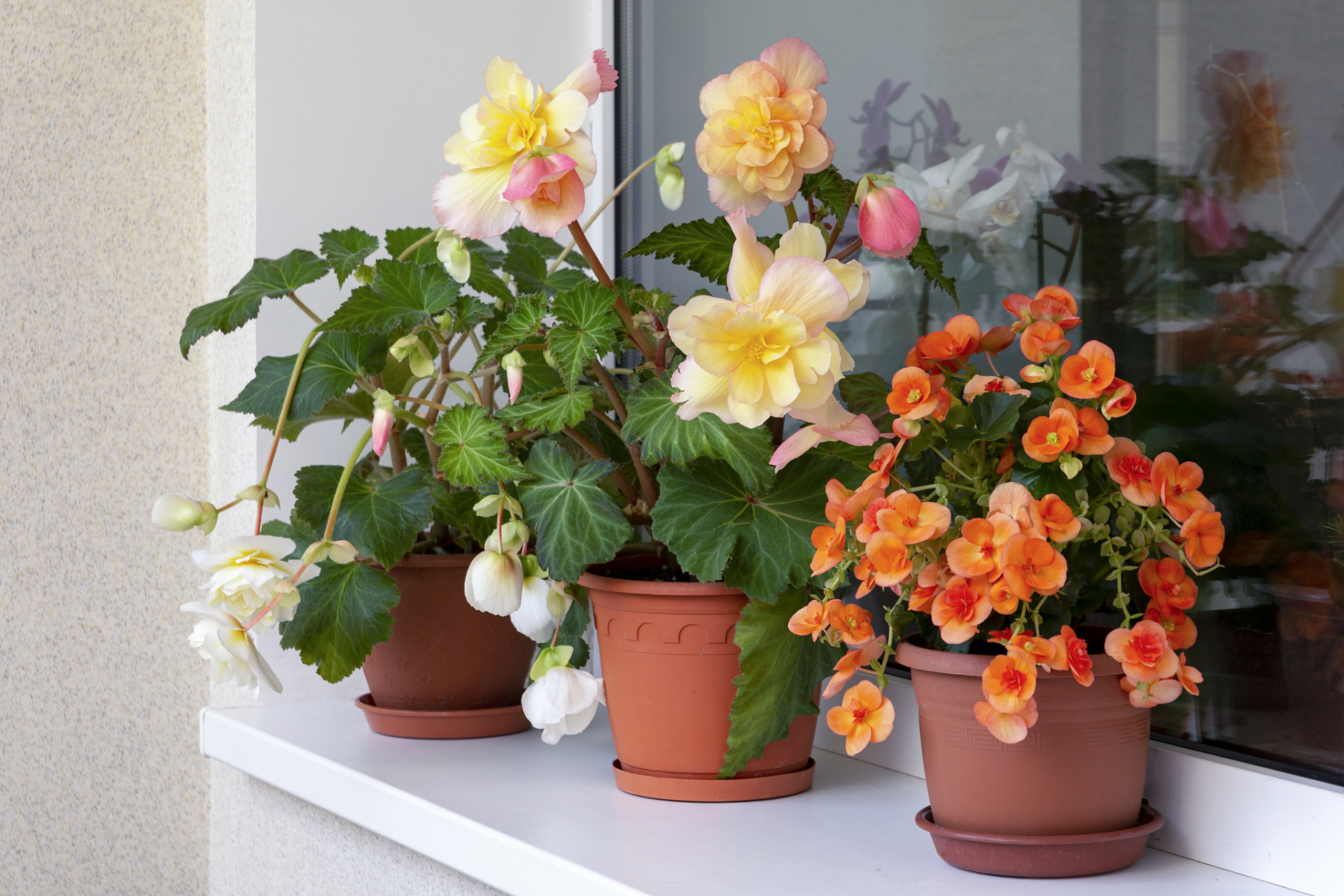 盆栽旱金莲养殖方法和注意事项  盆栽爱好者们注意啦!