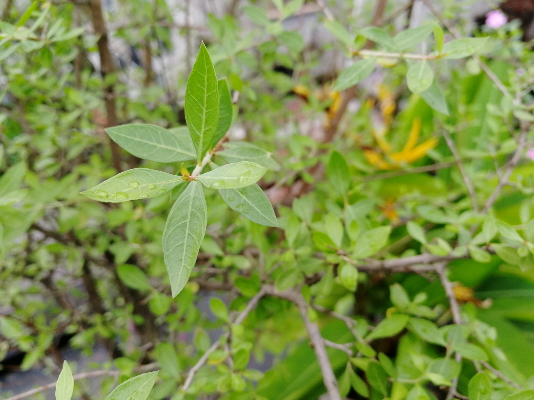 安息香科植物分布于东亚,东南亚和北美洲,花白色,钟形,果实核果.