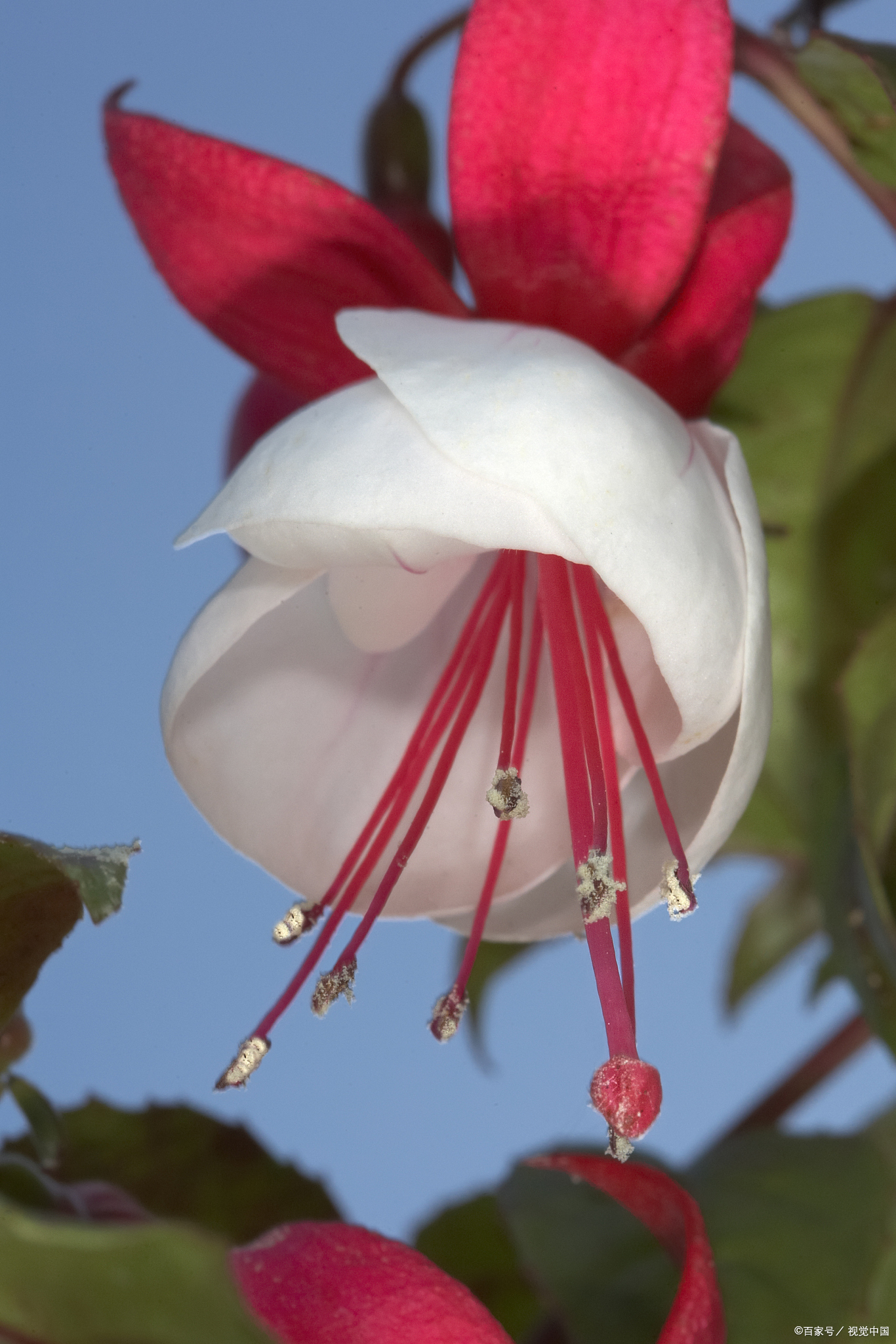 宝莲灯花,又被称为粉苞酸脚杆,是一种美艳绝伦的观赏植物.