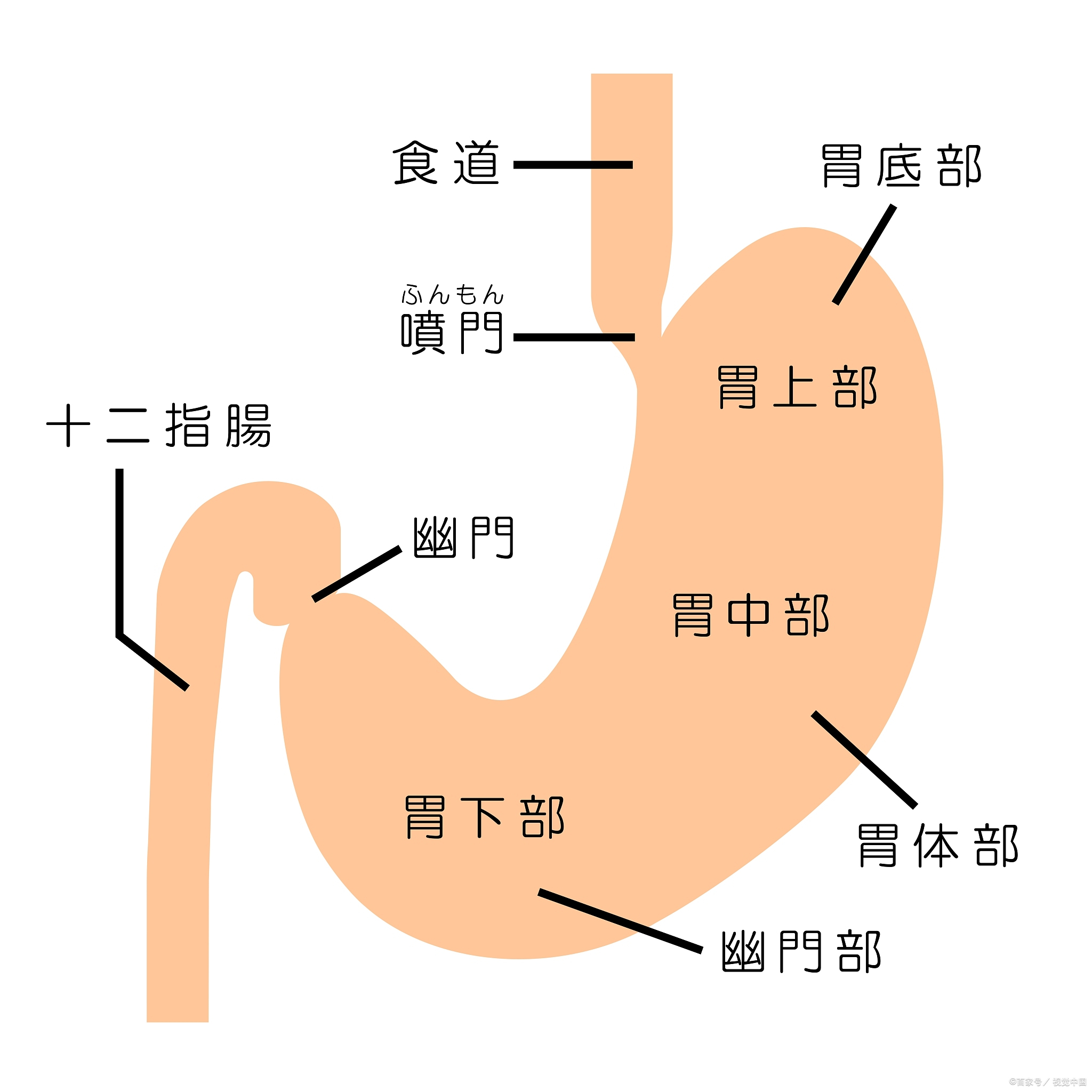 胃泌素三角图片