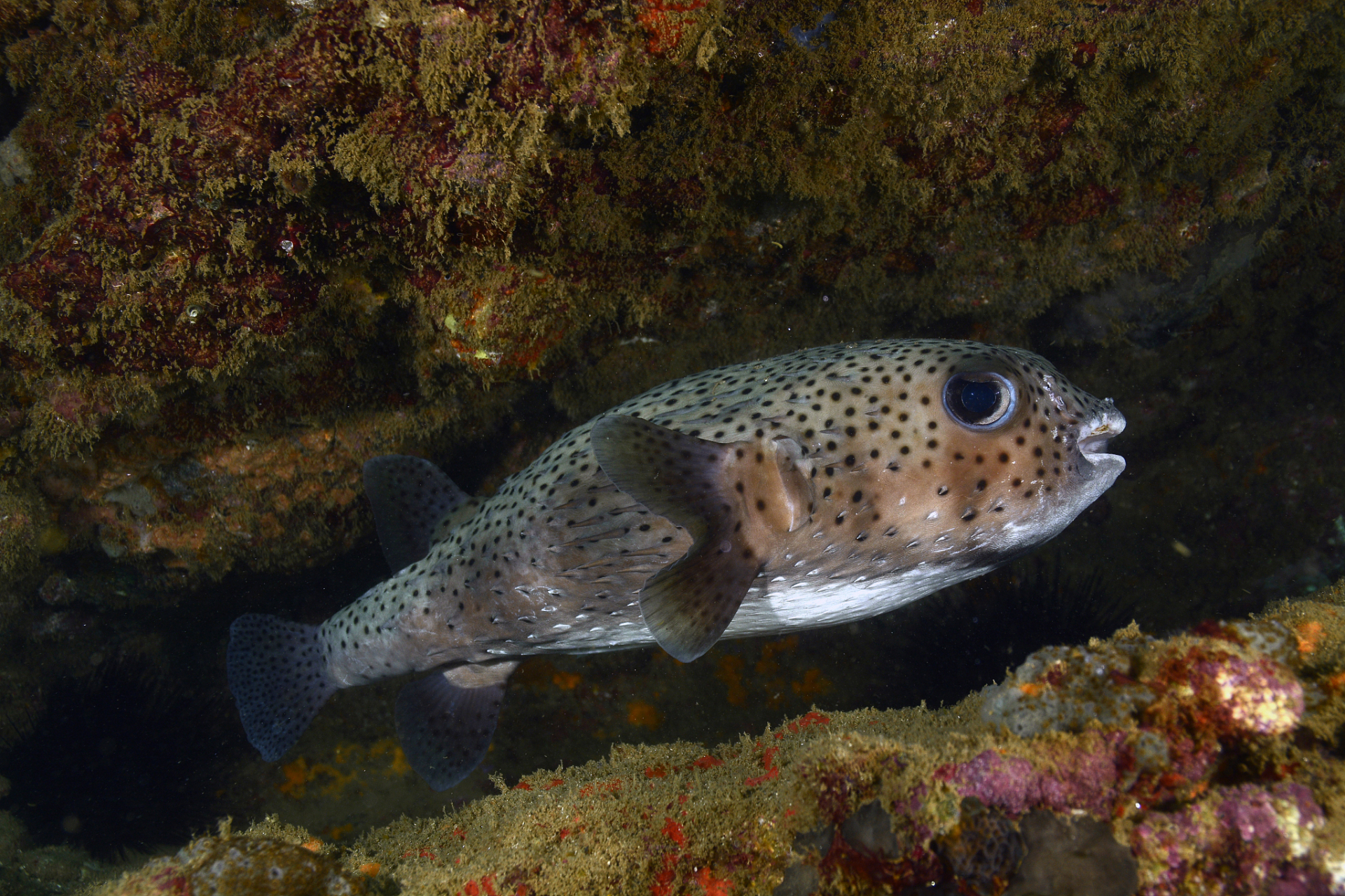 养殖时需控制数量,避免过度拥挤和资源争夺.黑桃a鱼是一种温和,不