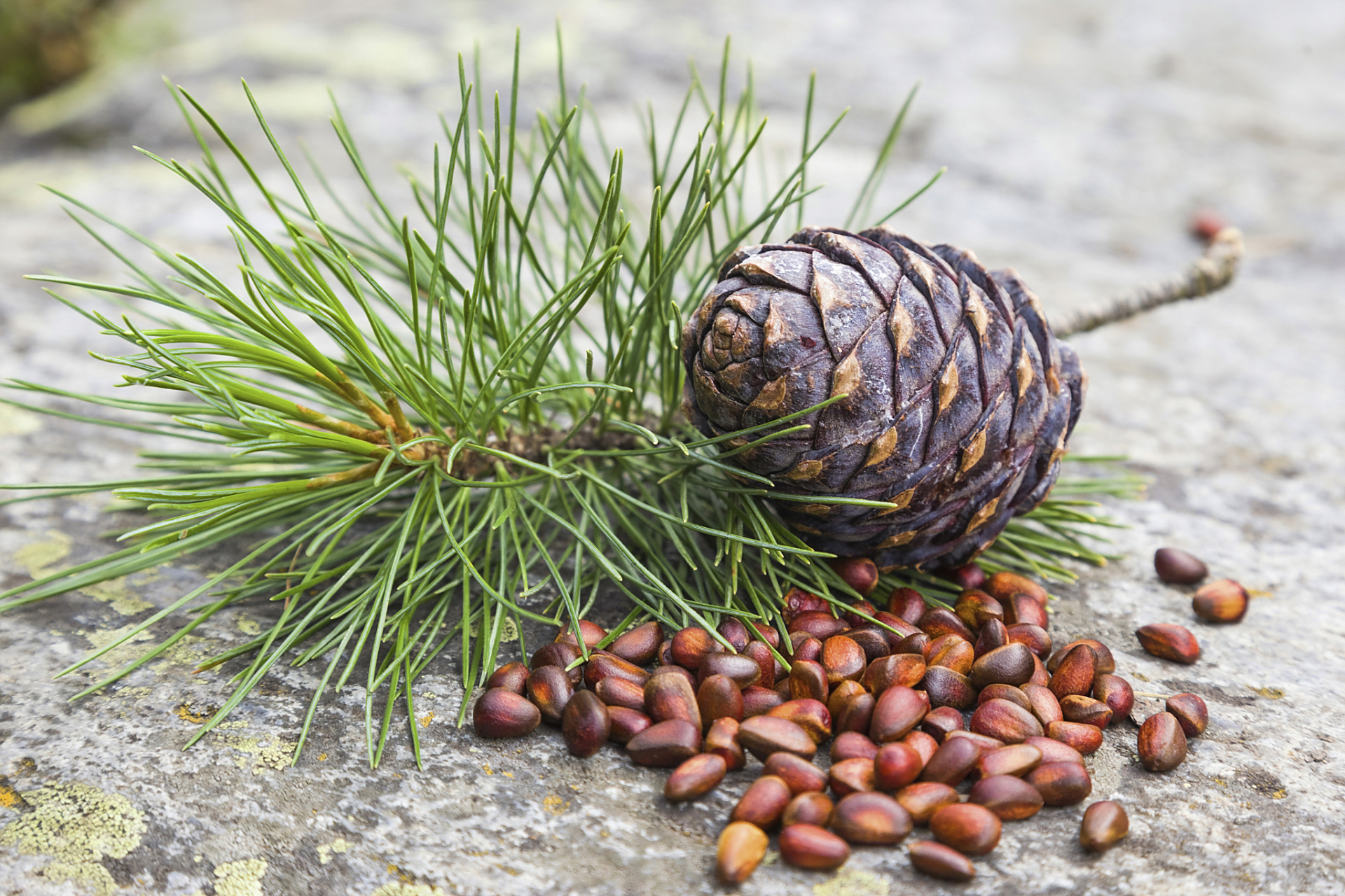 根据《洞冥记》记载,蹑空草又叫掌中介,叶子的形状跟松树针很相似