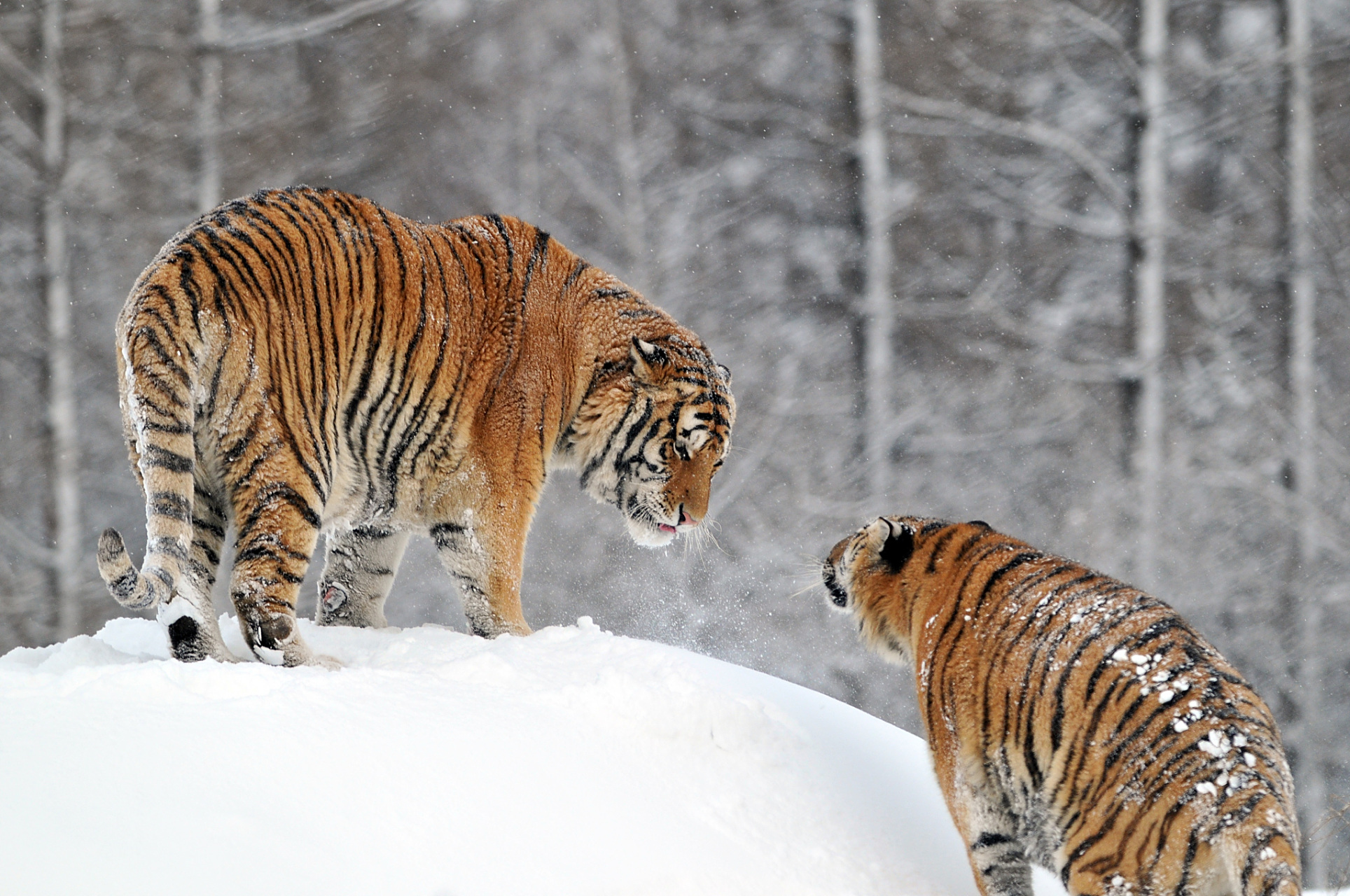 冬日童话,东北虎雪地里的亲昵时光  在这冰天雪地的东北大地,一对东北