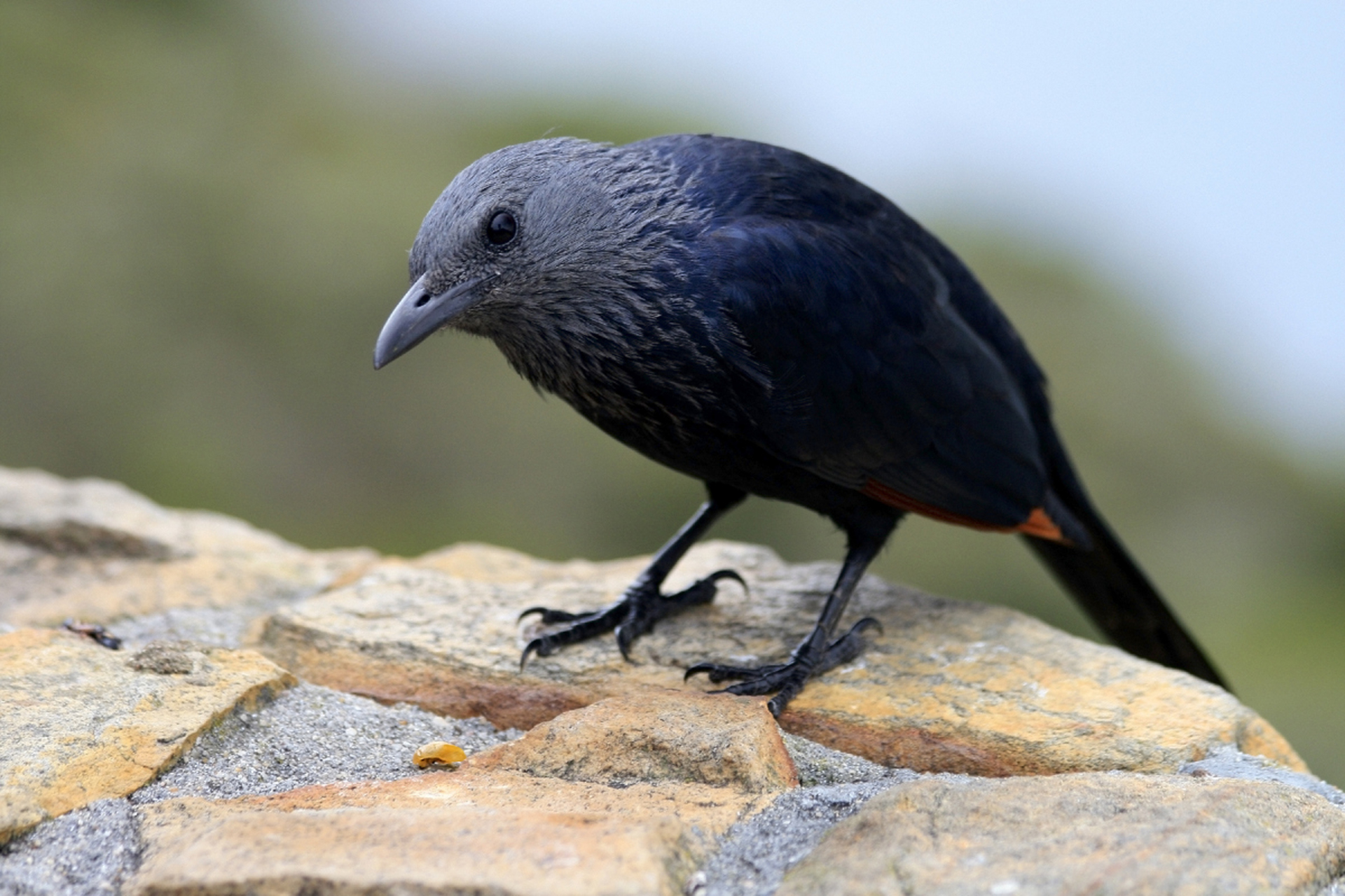 八哥鸟通常在温暖,湿润的季节,尤其是春季到夏季期间繁殖.