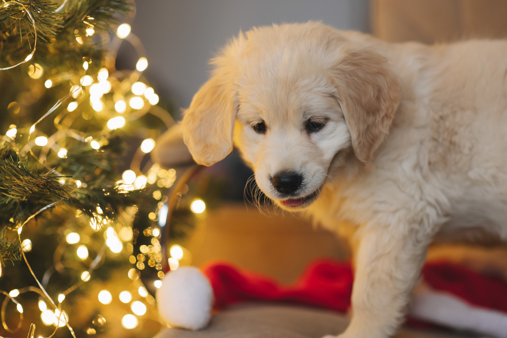 属相狗的人在2024年3月下旬,将迎来一个财运的巅峰期.