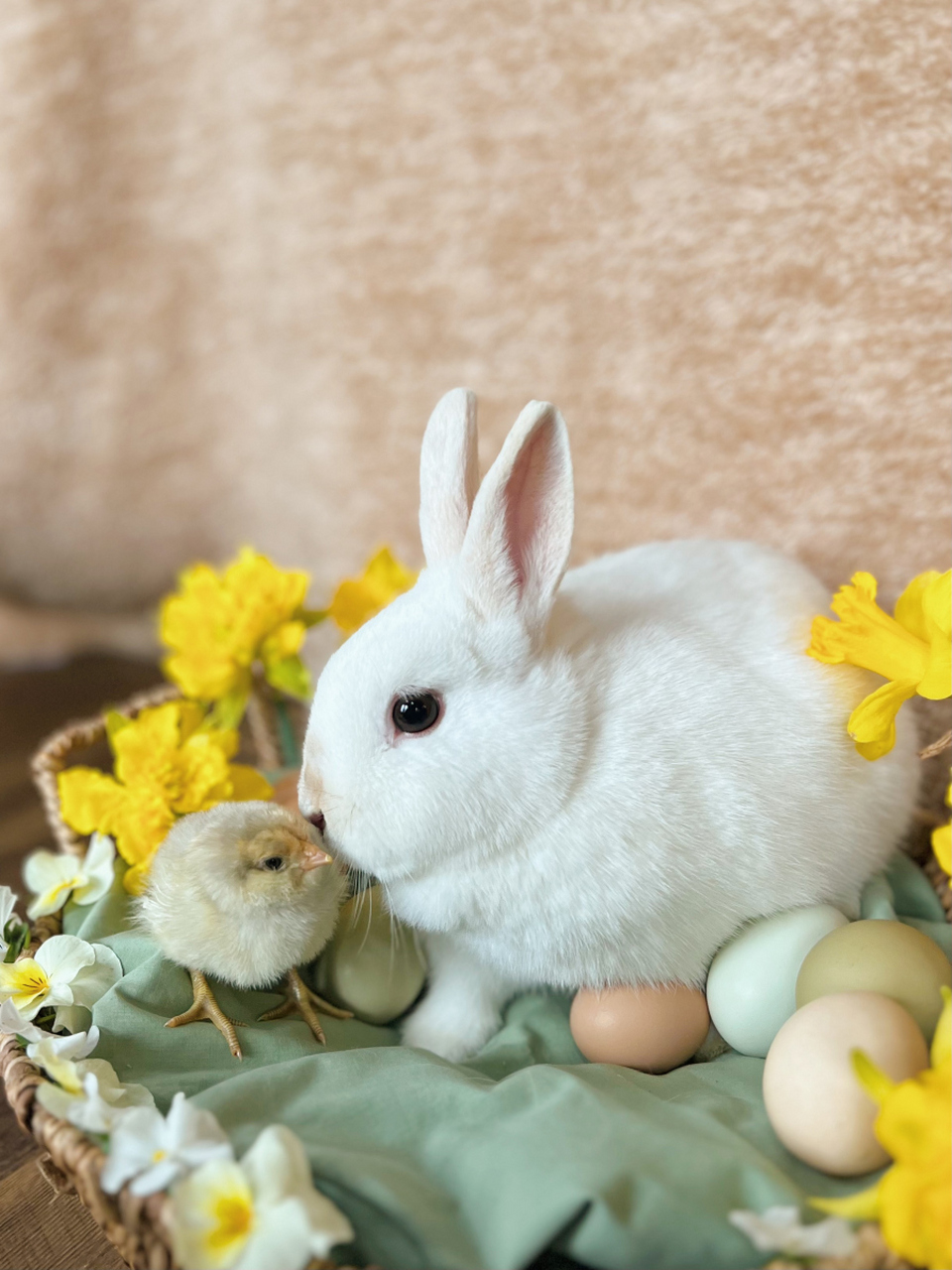 兔子的长耳朵不仅让听力更敏锐,还像天然散热器保持体温!