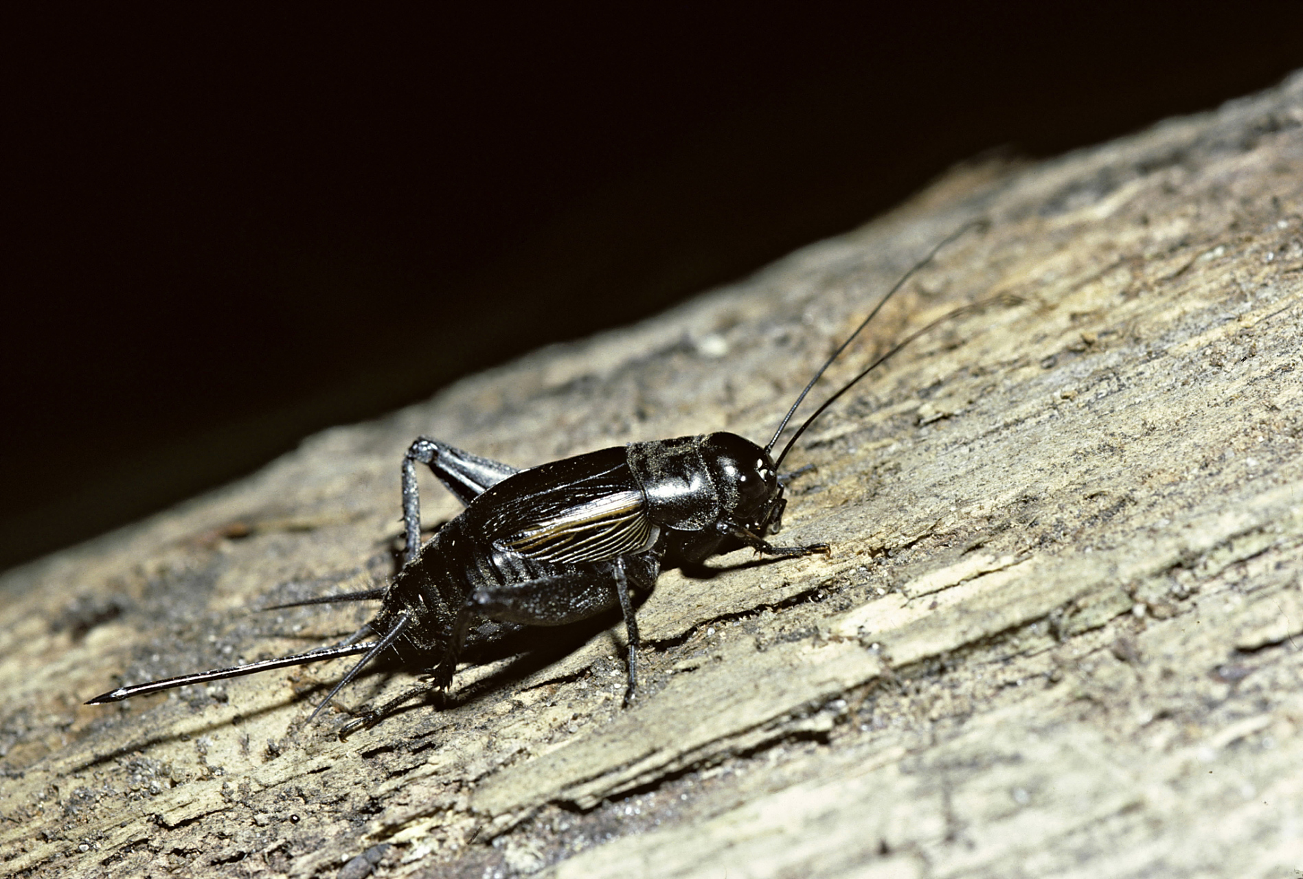 一般来说,雄性蟋蟀的价格比雌性蟋蟀要高,因为它们更具有攻击性和好斗