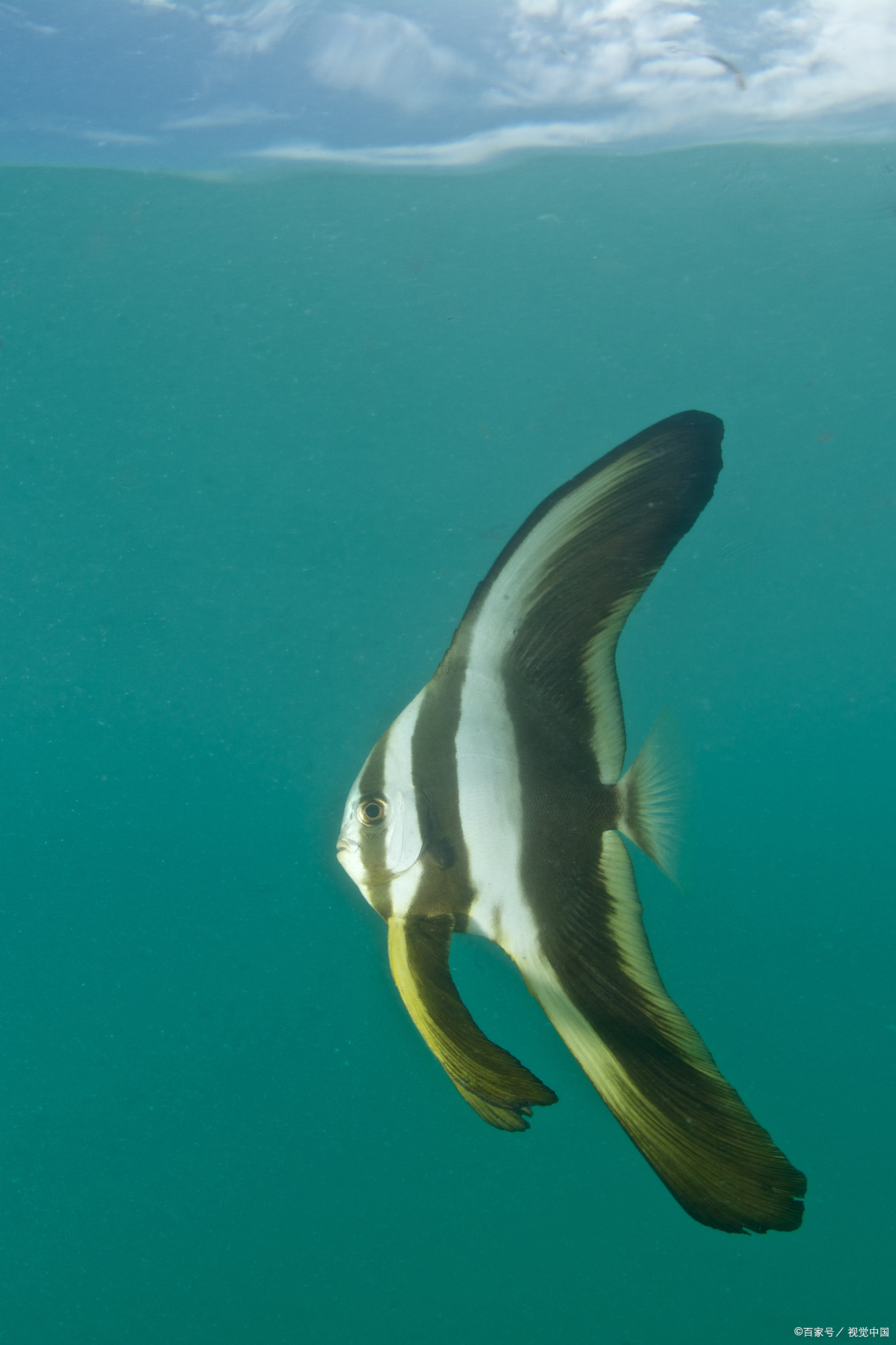 蝙蝠鱼是一种身体扁平的神奇海洋生物