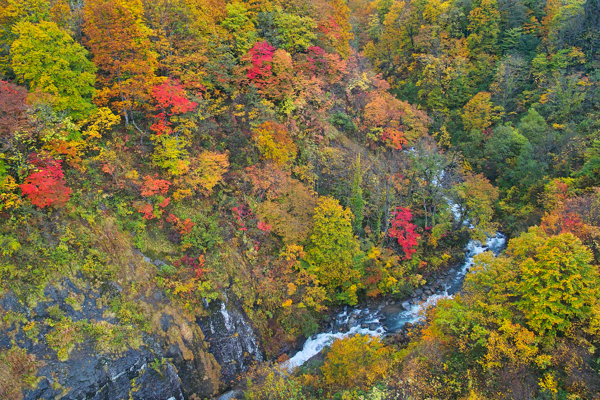 东北有壮阔的山林,每逢秋季变换成一片多彩的海洋.