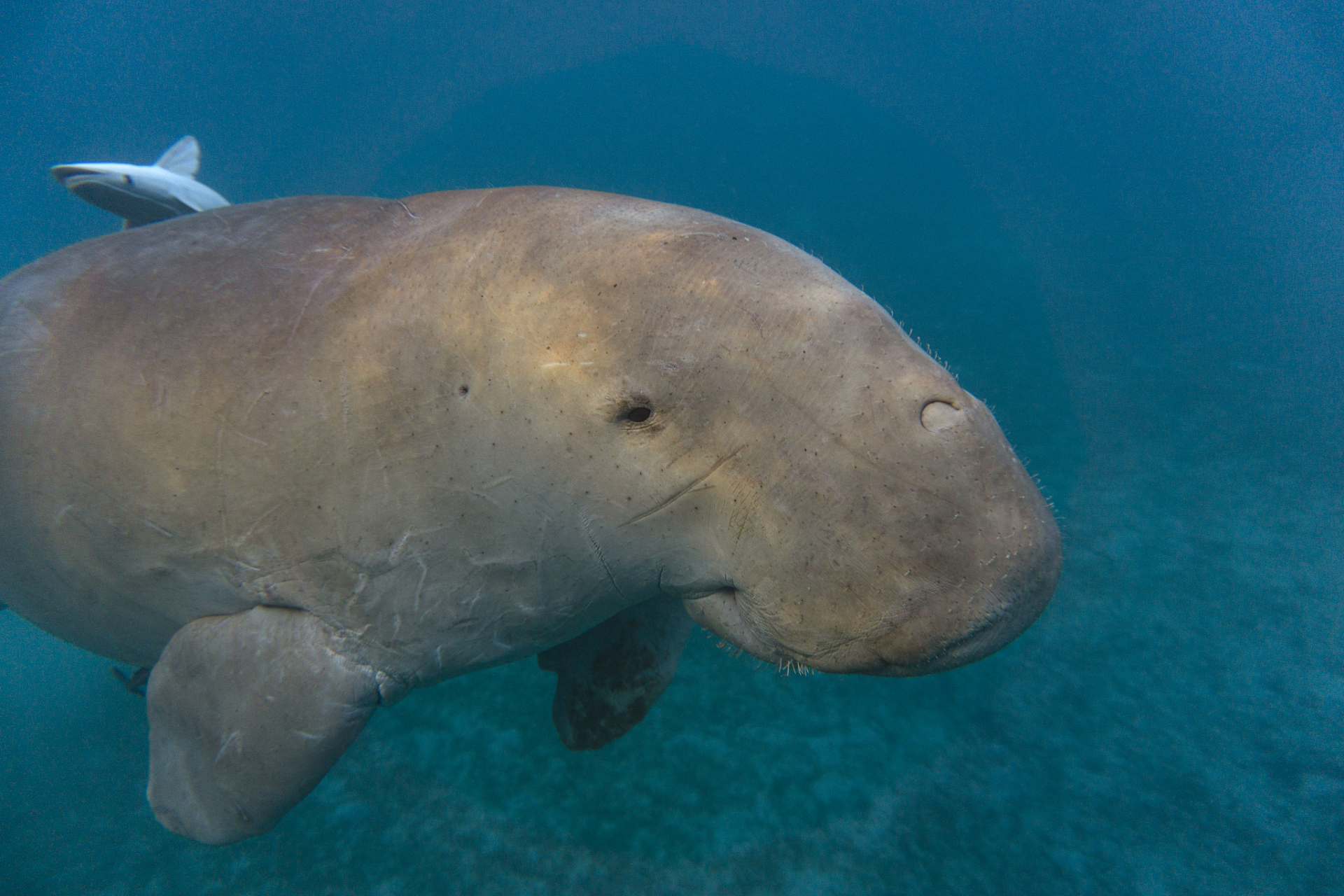 海牛目儒艮科草食性海生動物,類似其海牛科(trichechidae)近親,但棲息