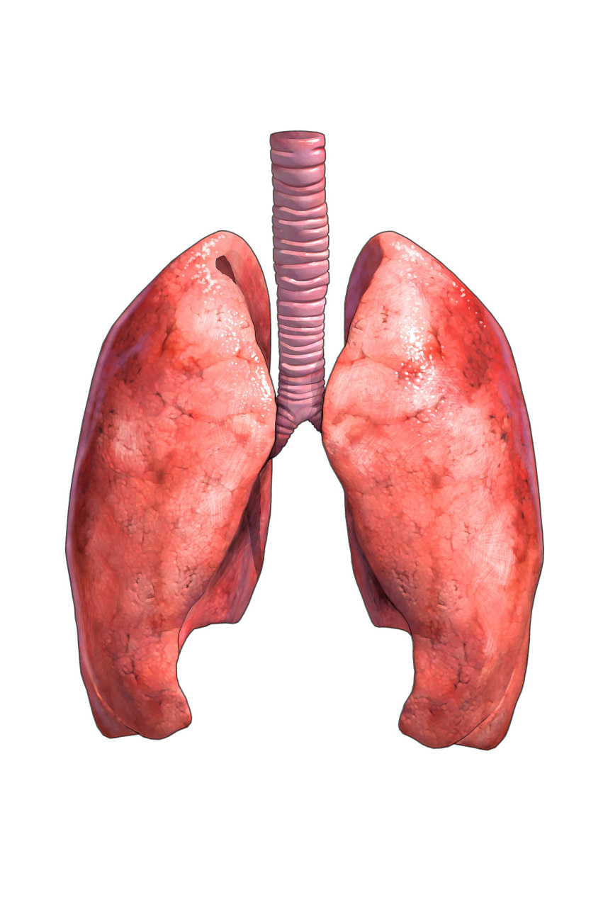 7月份公布一个喜讯,肺再也不用担心了,也不用到处求医问药了,这个时候