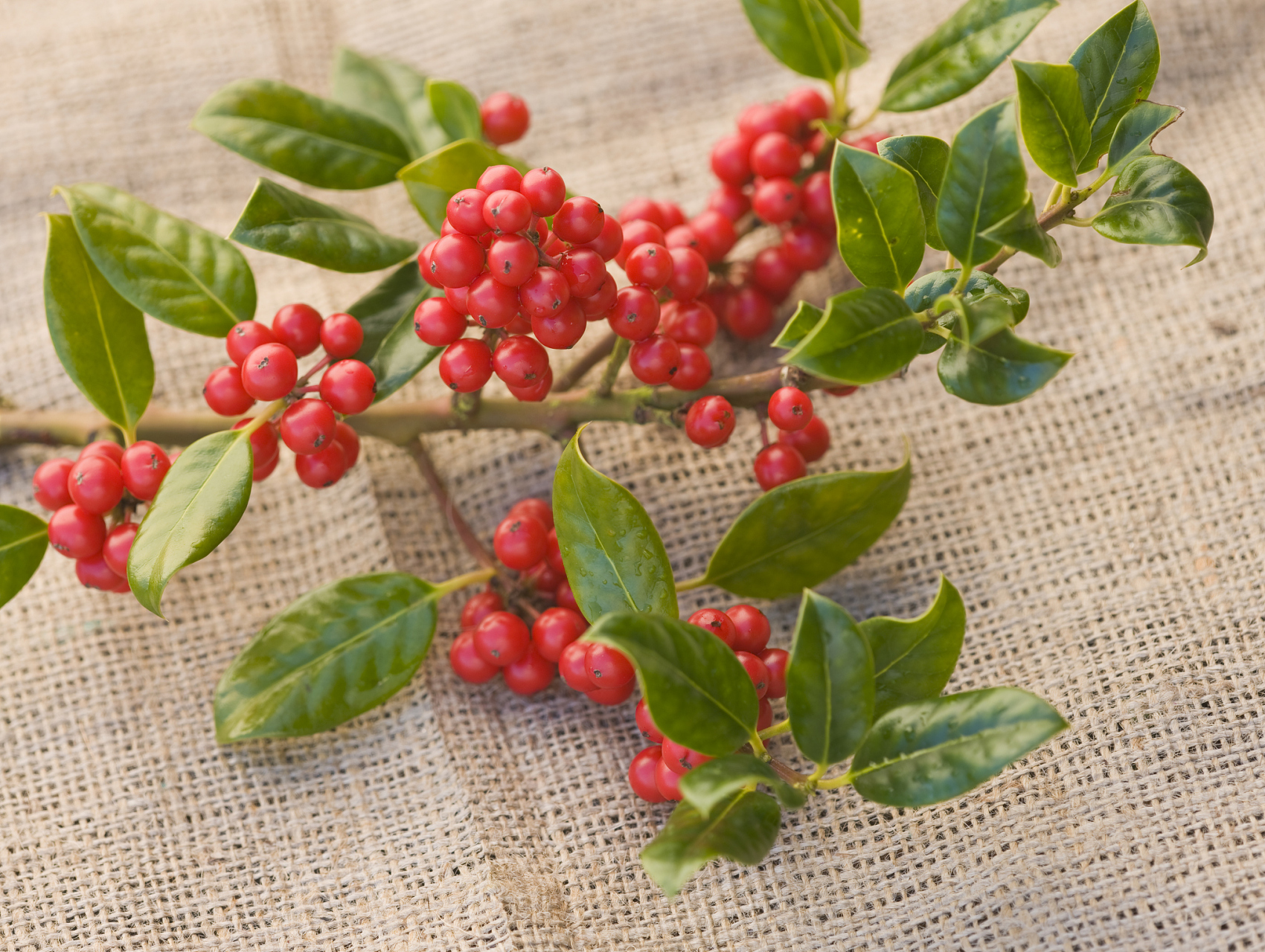 吴茱萸和附子,功力相当,但应用有异  你看伤寒论用吴茱萸,上可以到巅