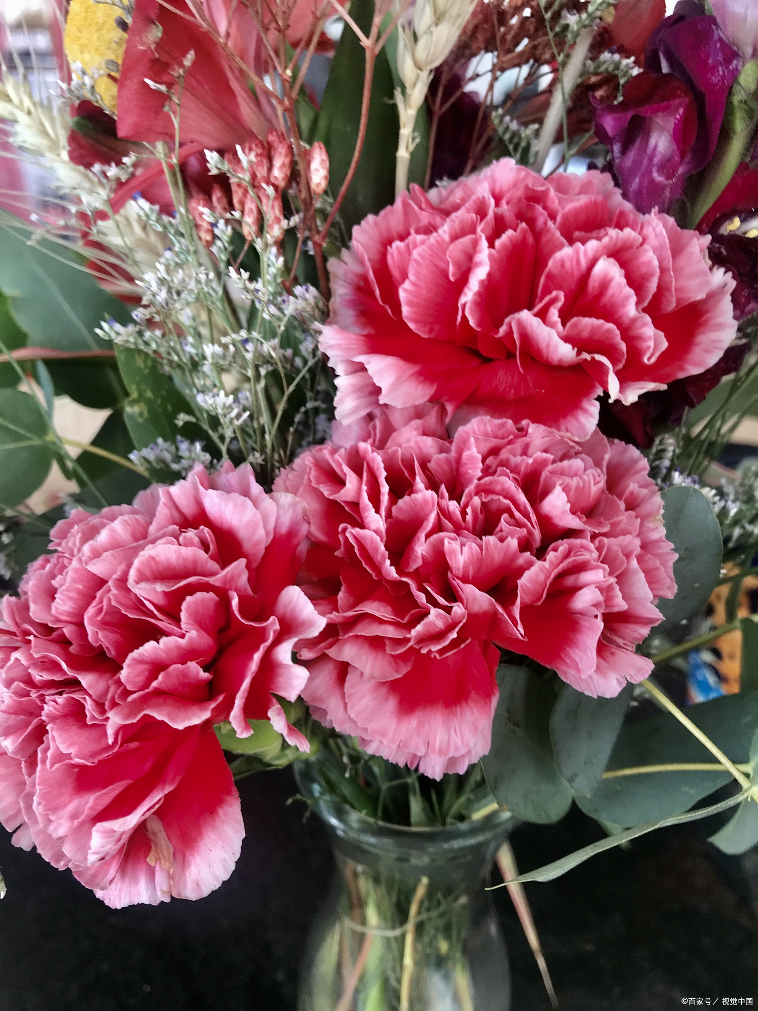 与大家分享关于种植康乃馨盆栽的.@园艺师小雅的动态