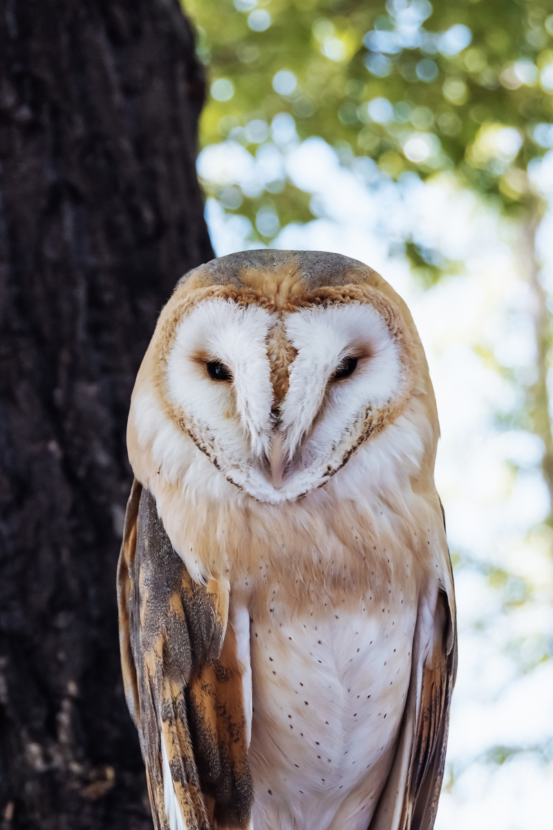 猫头鹰的耳朵有什么特别之处?