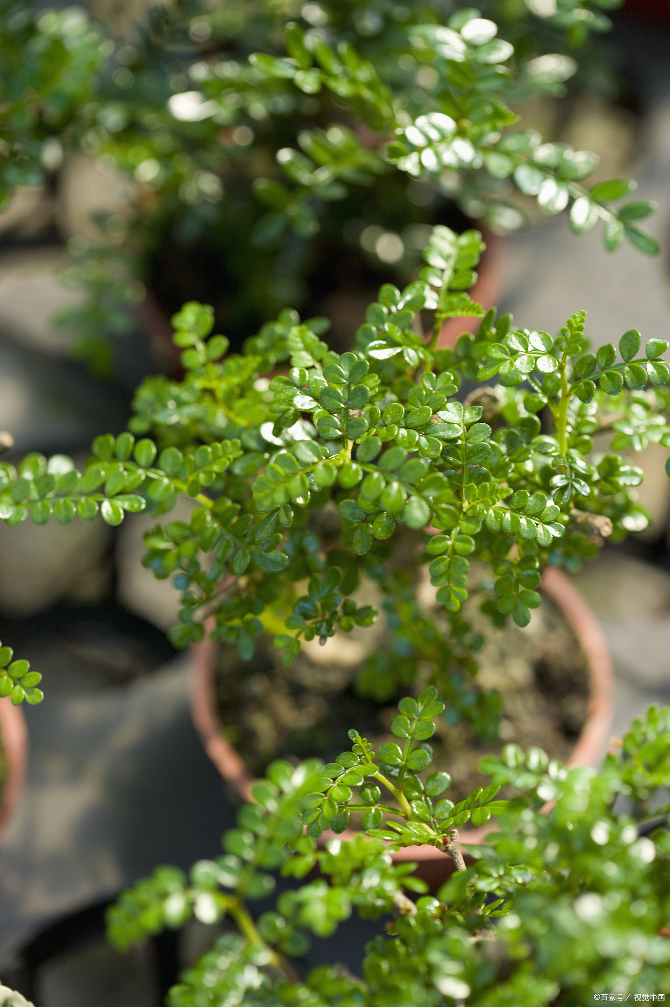 光照不足:胡椒木是阳性植物,如果长时间处于阴暗环境中,叶片会逐渐变