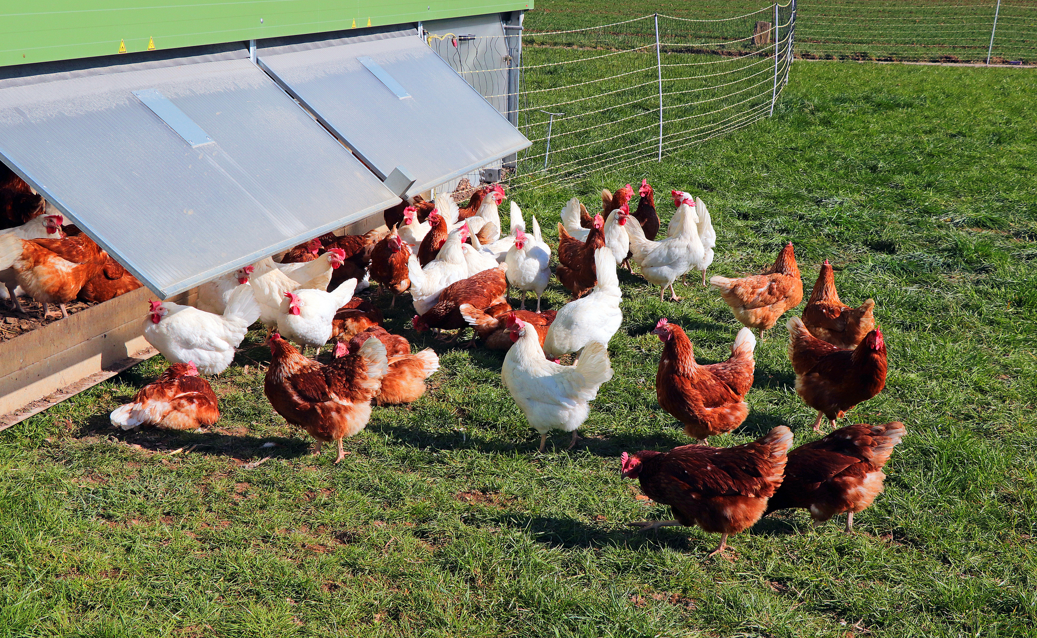 农村养殖需根据当地气候,资源和市场需求选择合适品种,并为动物提供