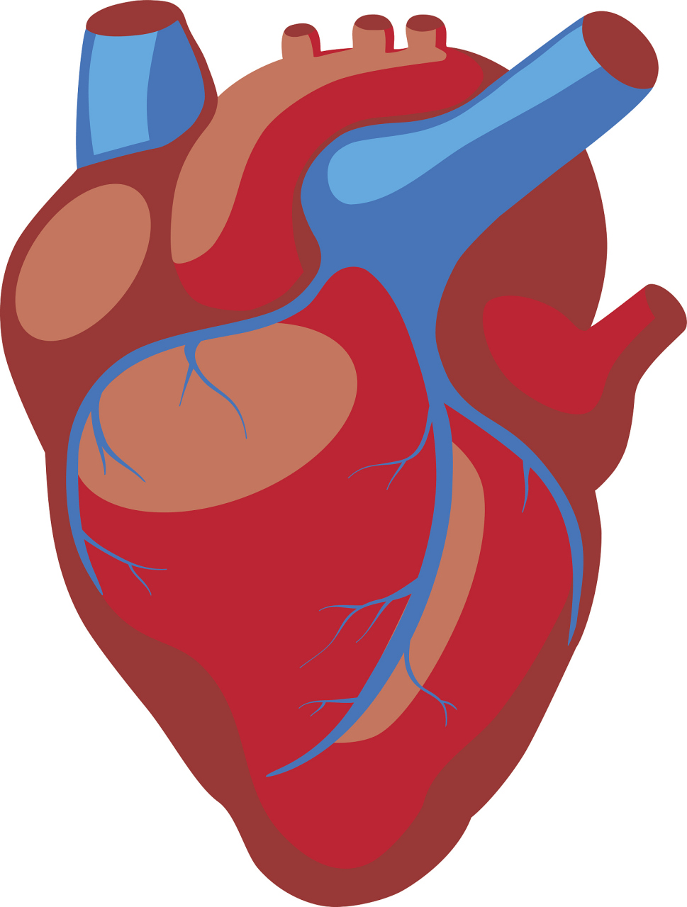 心脏瓣膜示意图图片