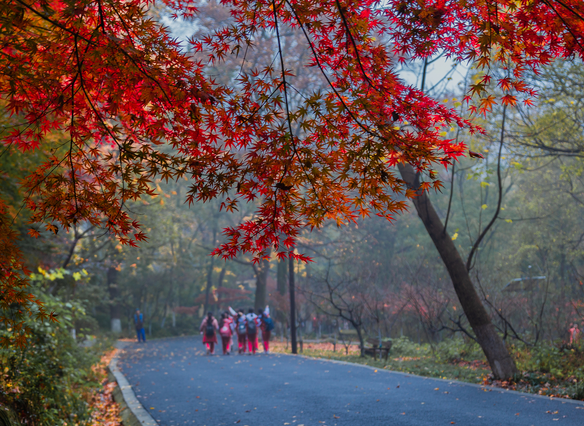 济南红叶谷秋,枫叶如火,沉醉迷人风光