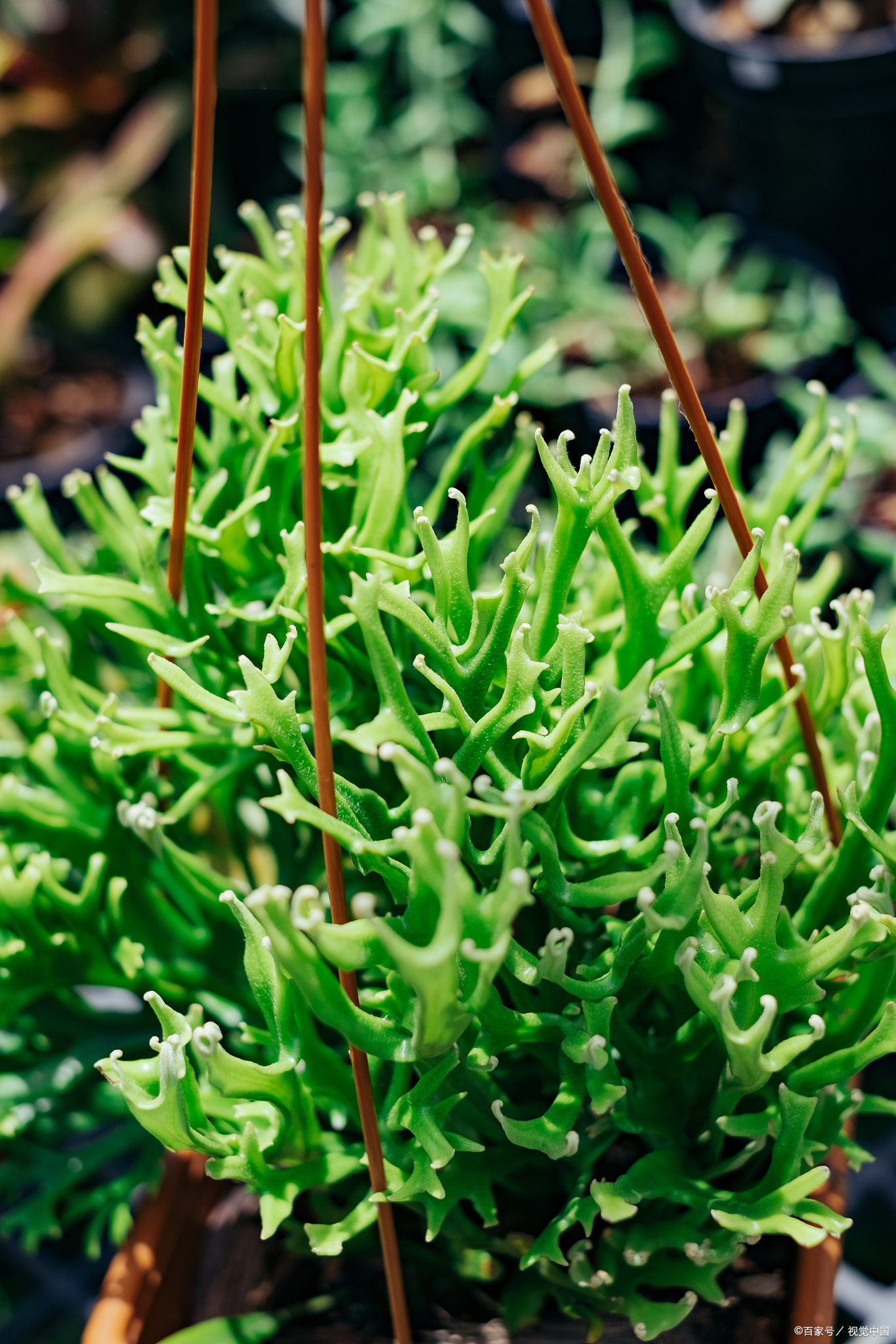 以下是一些海底植物的例子及其生长习性:波喜荡
