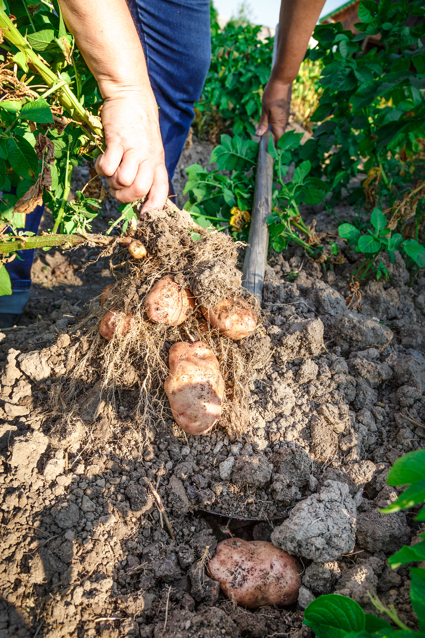 因此,魔芋并非一年种植一年收获,而是可以多年连续收获的作物
