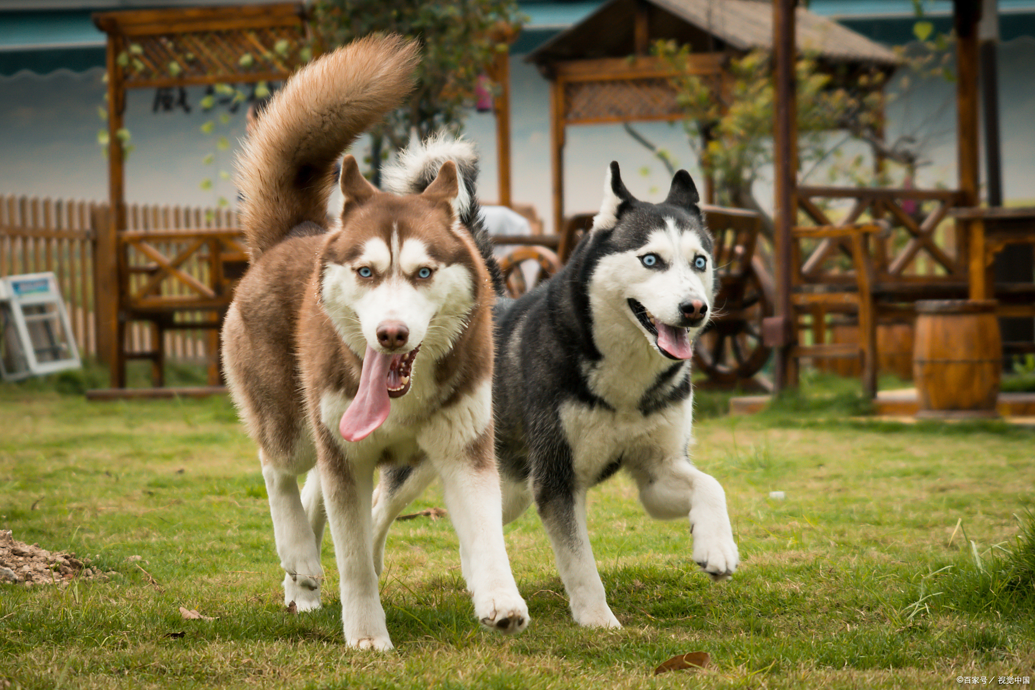 为什么总说哈士奇是"二哈"?