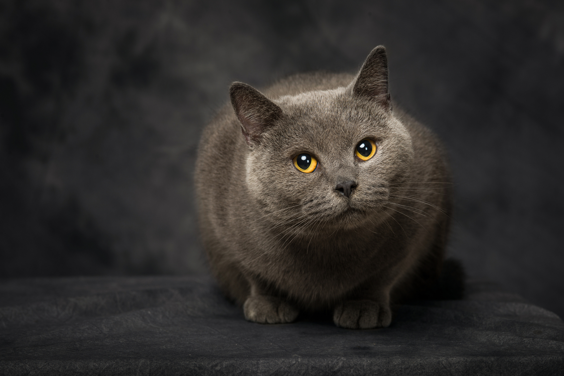【e宠课堂】据『猫语者』观察统计:超9成猫咪拒绝使用猫砂盆,都是因为