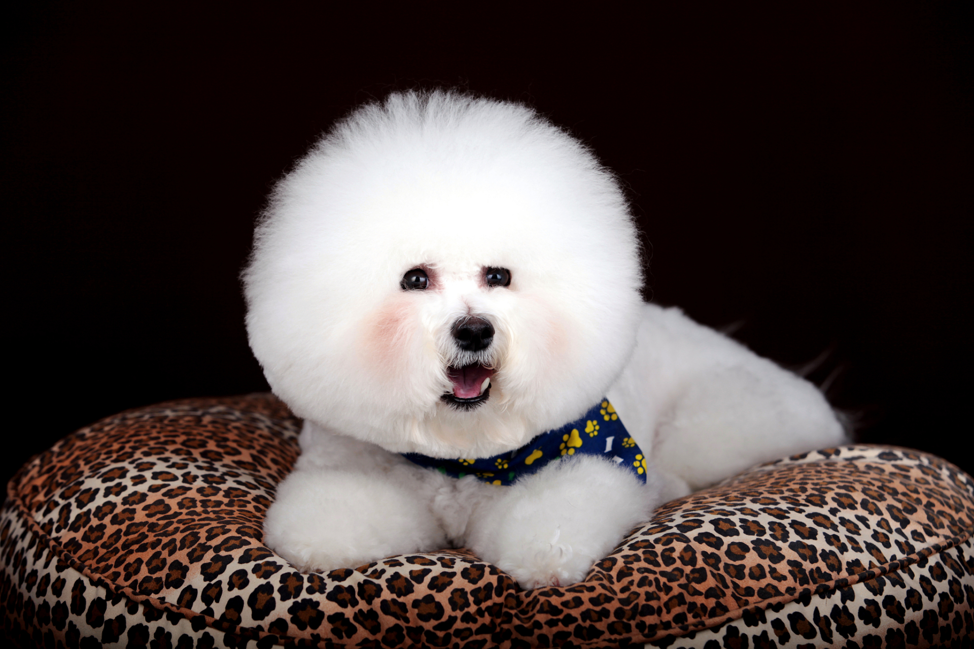 比熊犬,又称"毛毛狗",是一种可爱迷人的小型犬种,它们具有出色的适应