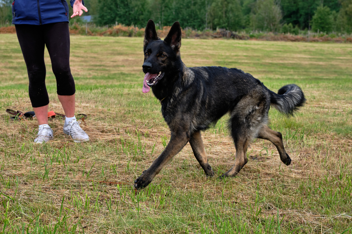 马犬:烈性犬中的佼佼者,你真的了解它吗?