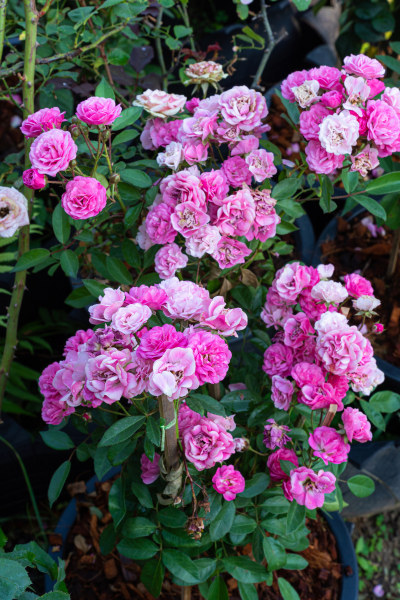 文昌地铁站附近的蔷薇花已经开了不少了.