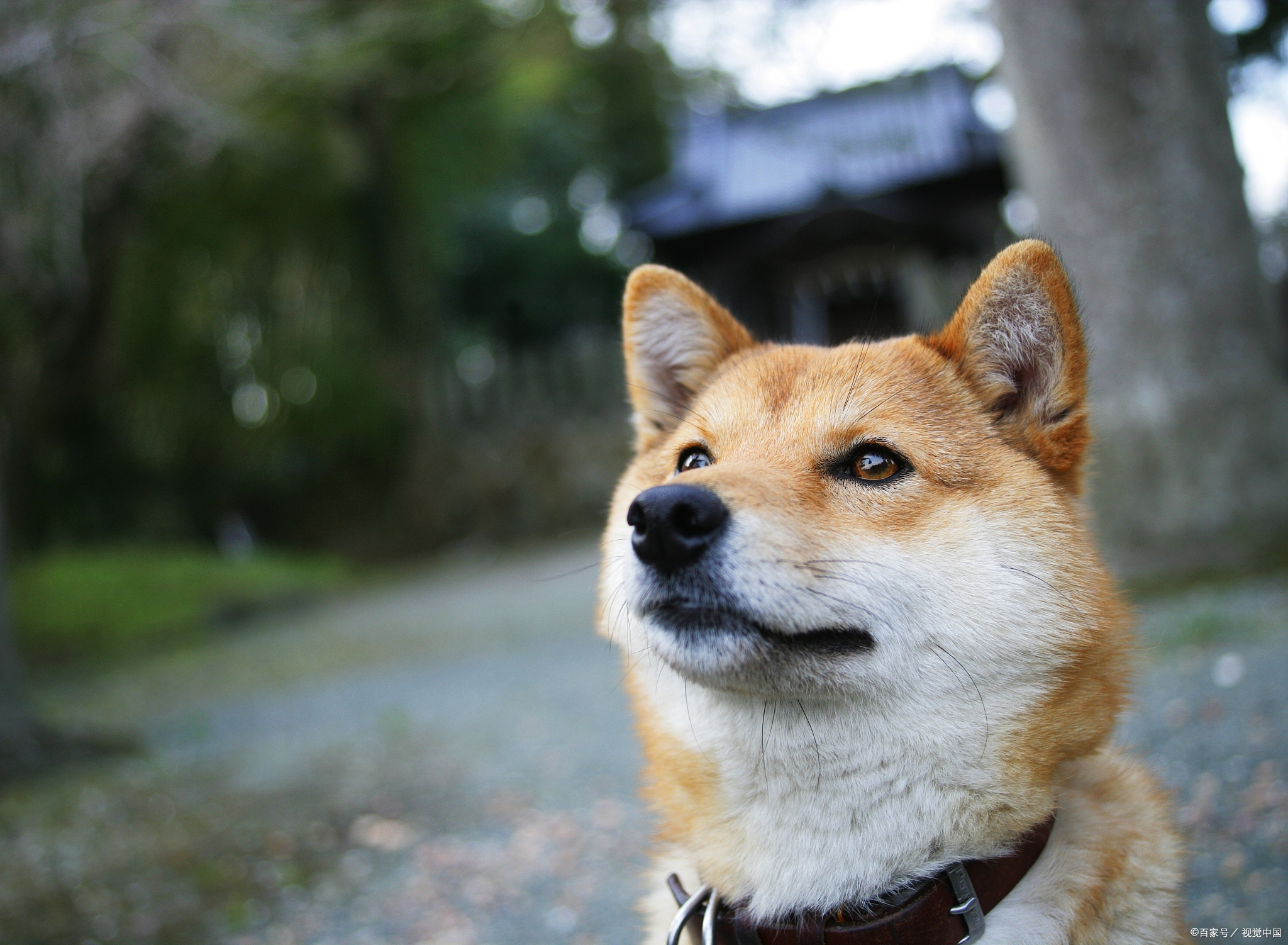 养柴犬的好处和坏处?