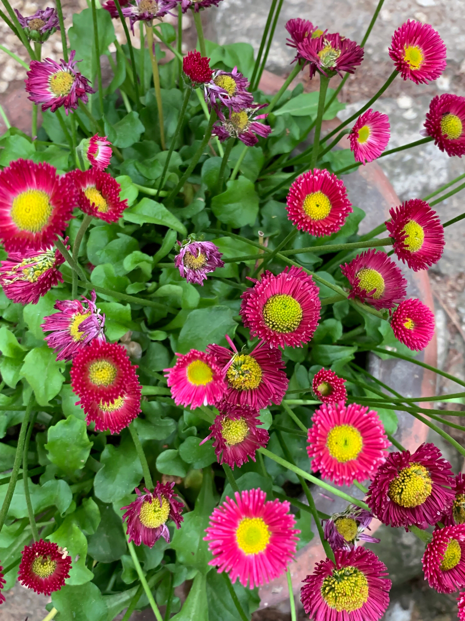 别急,我来告诉你!  首先,小丽花的花语是"优雅,高洁".