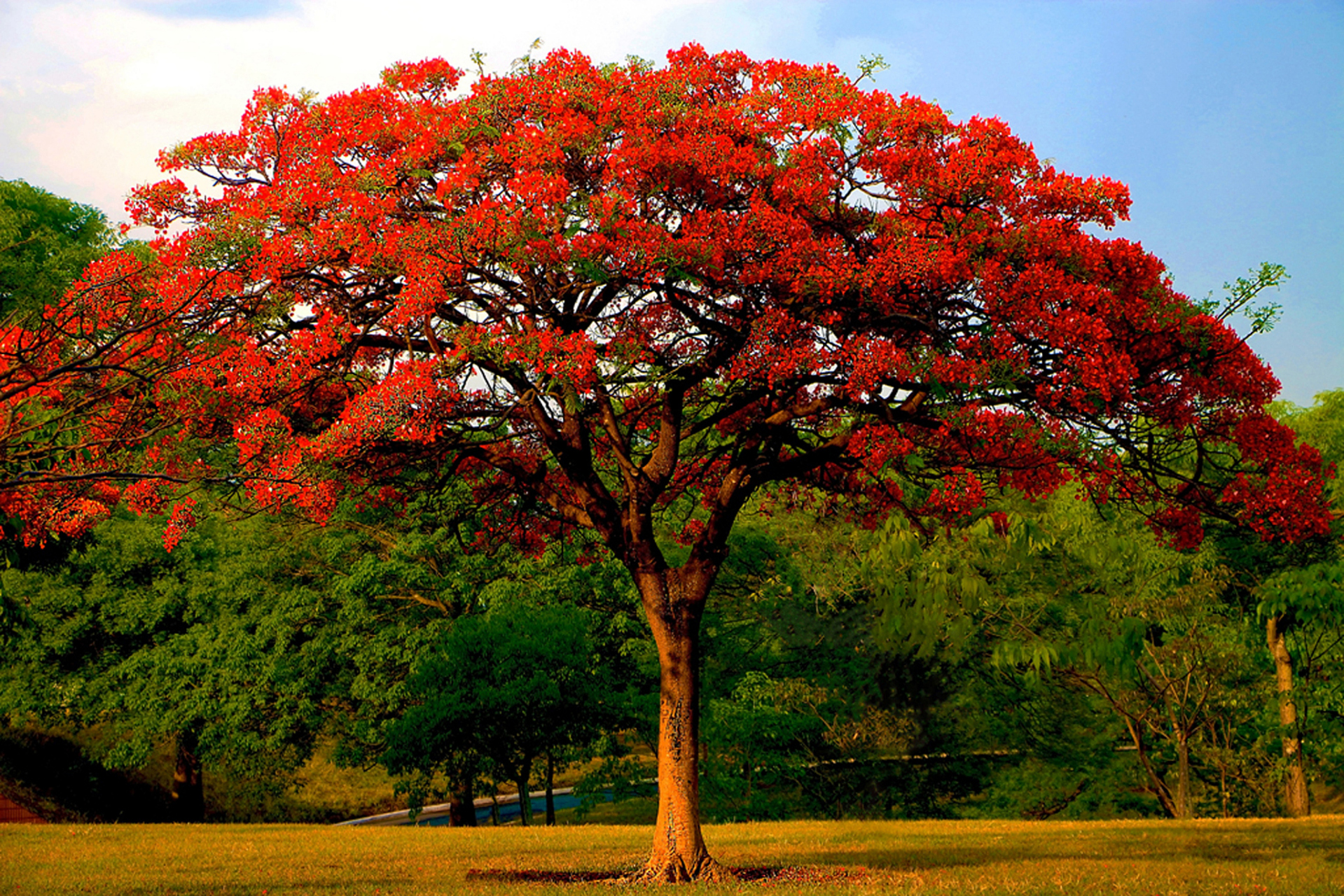 工程绿化苗木# 99厦门凤凰木迎来盛花期,红艳艳的凤凰花在夏日压忖