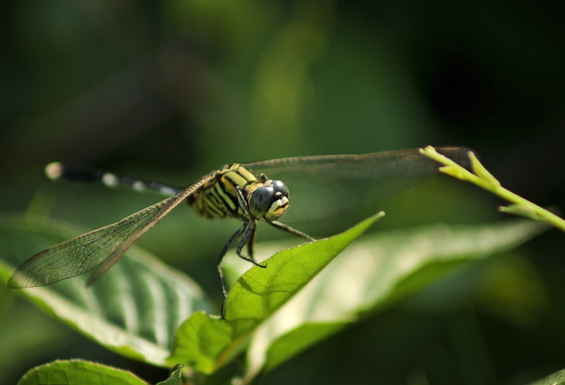 蜻蜓——飞行高手,生态英雄!肉食性昆虫,专吃小虫.